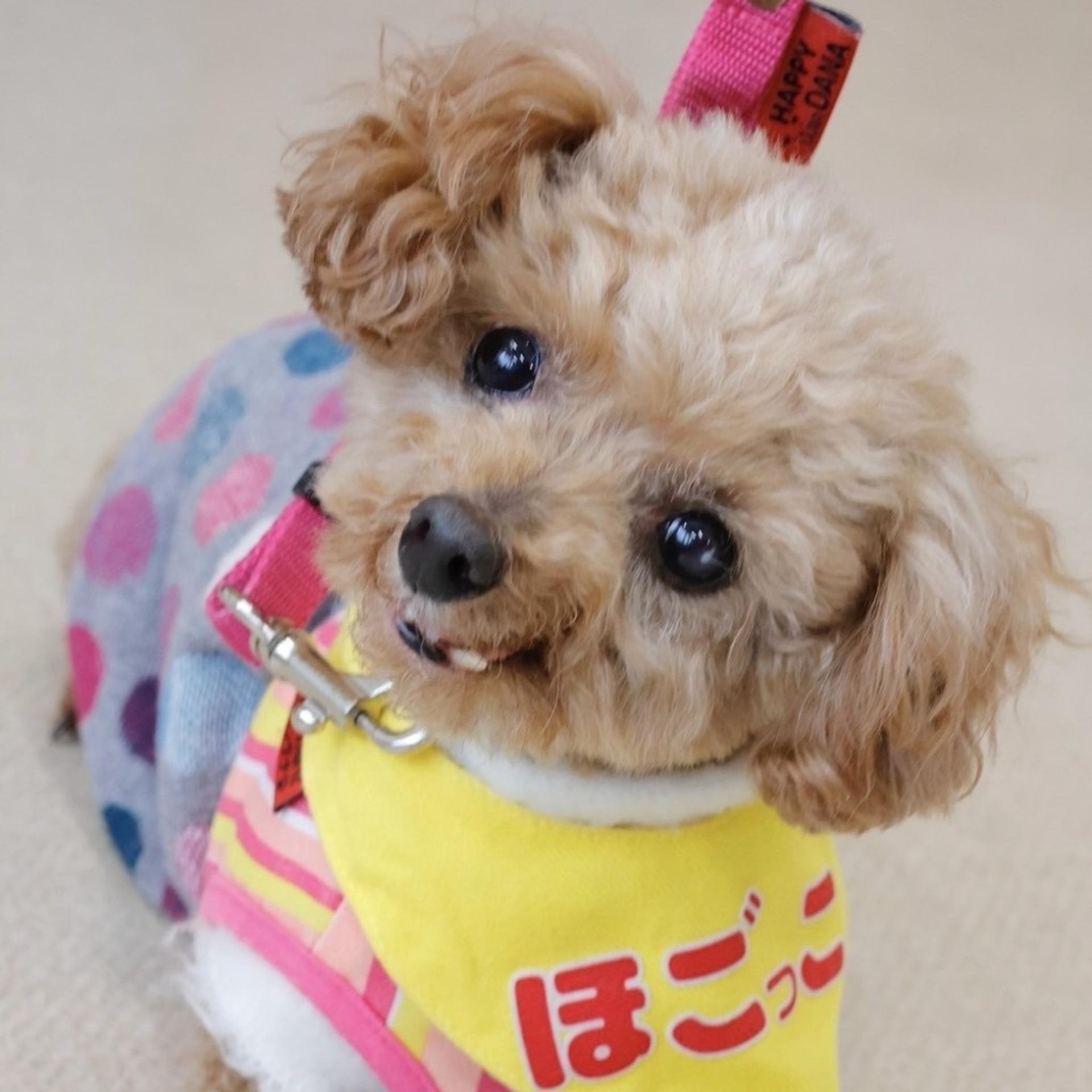 pet-image-2