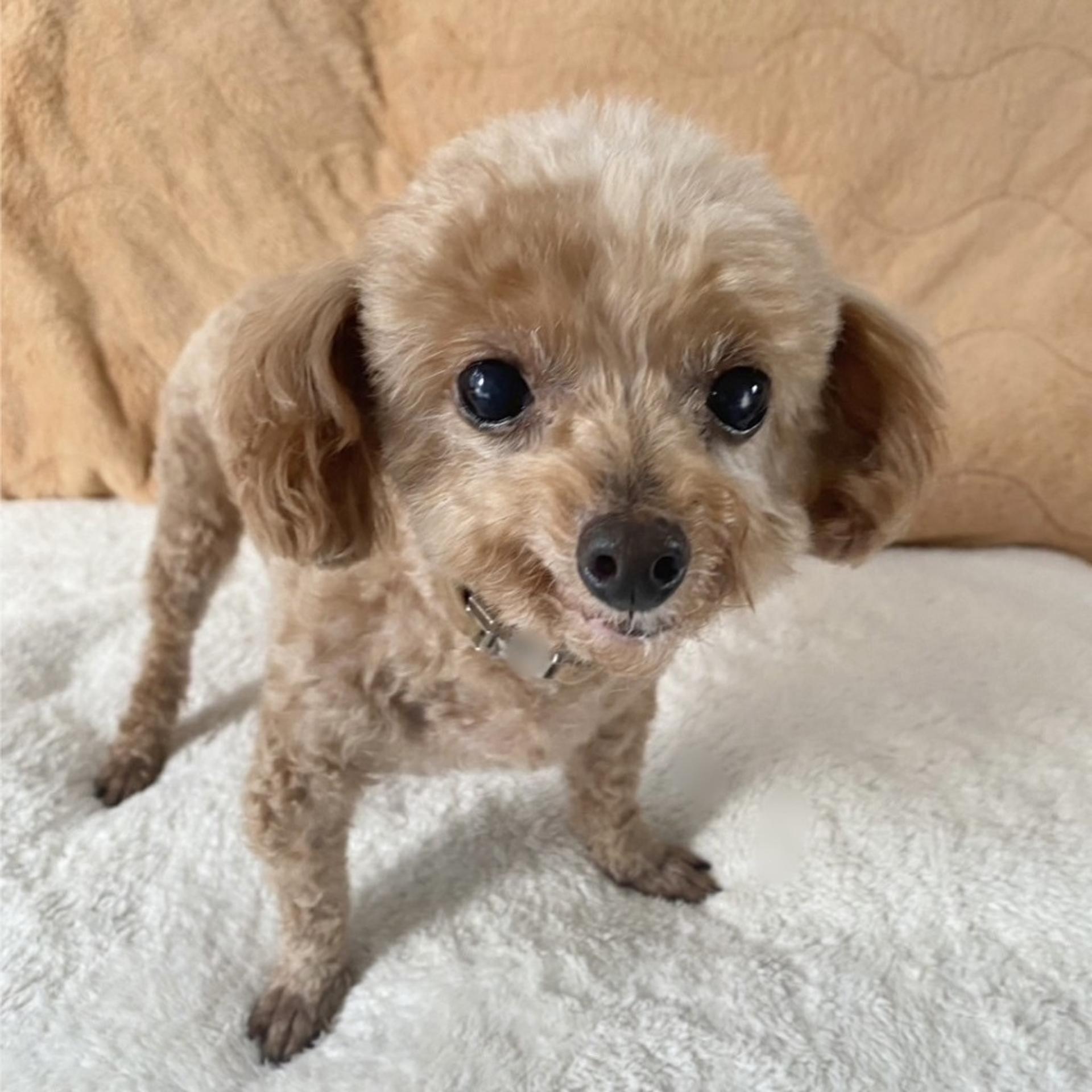 pet-image-4
