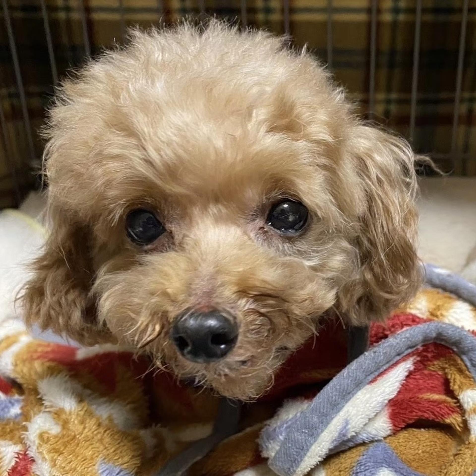 pet-image-9