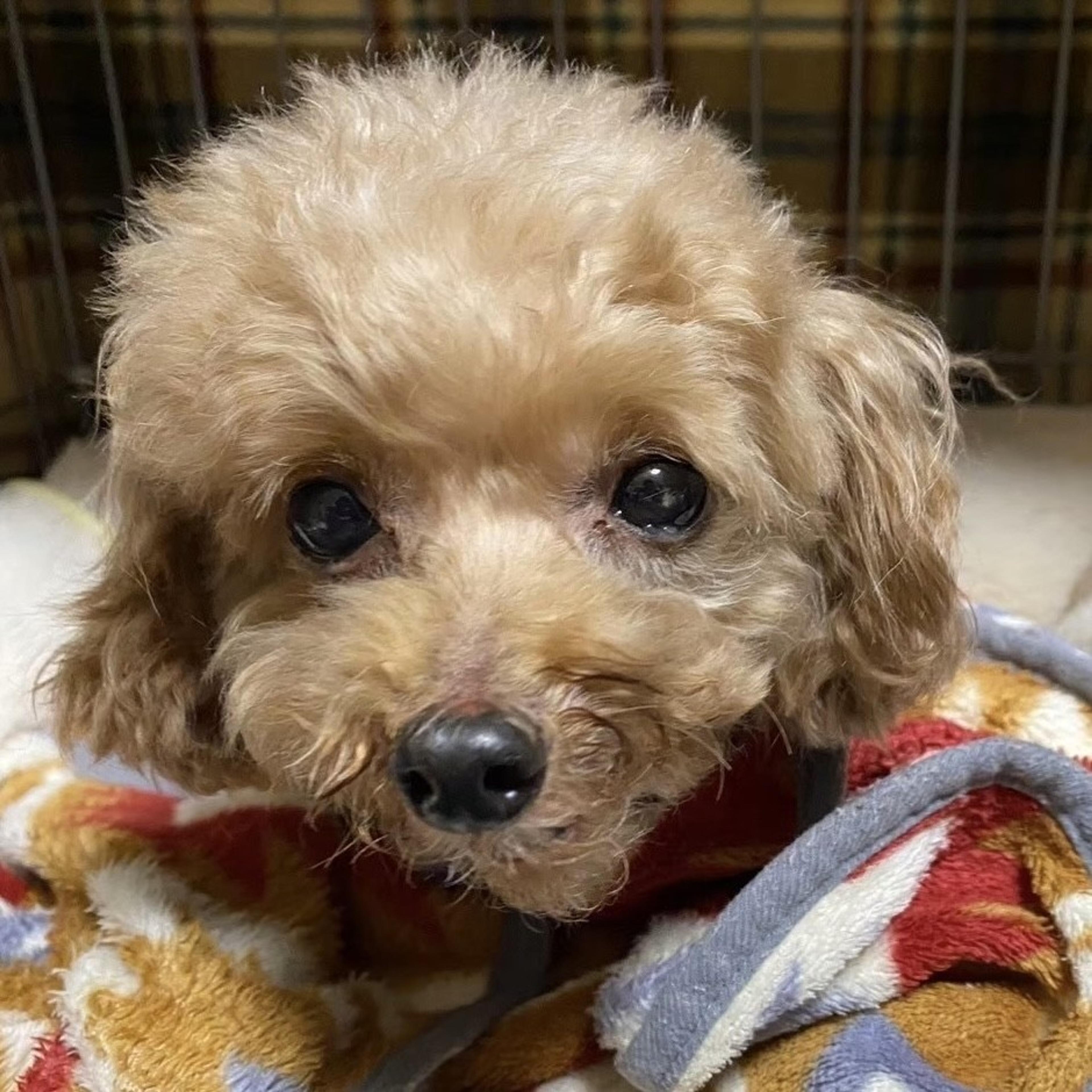 pet-image-9