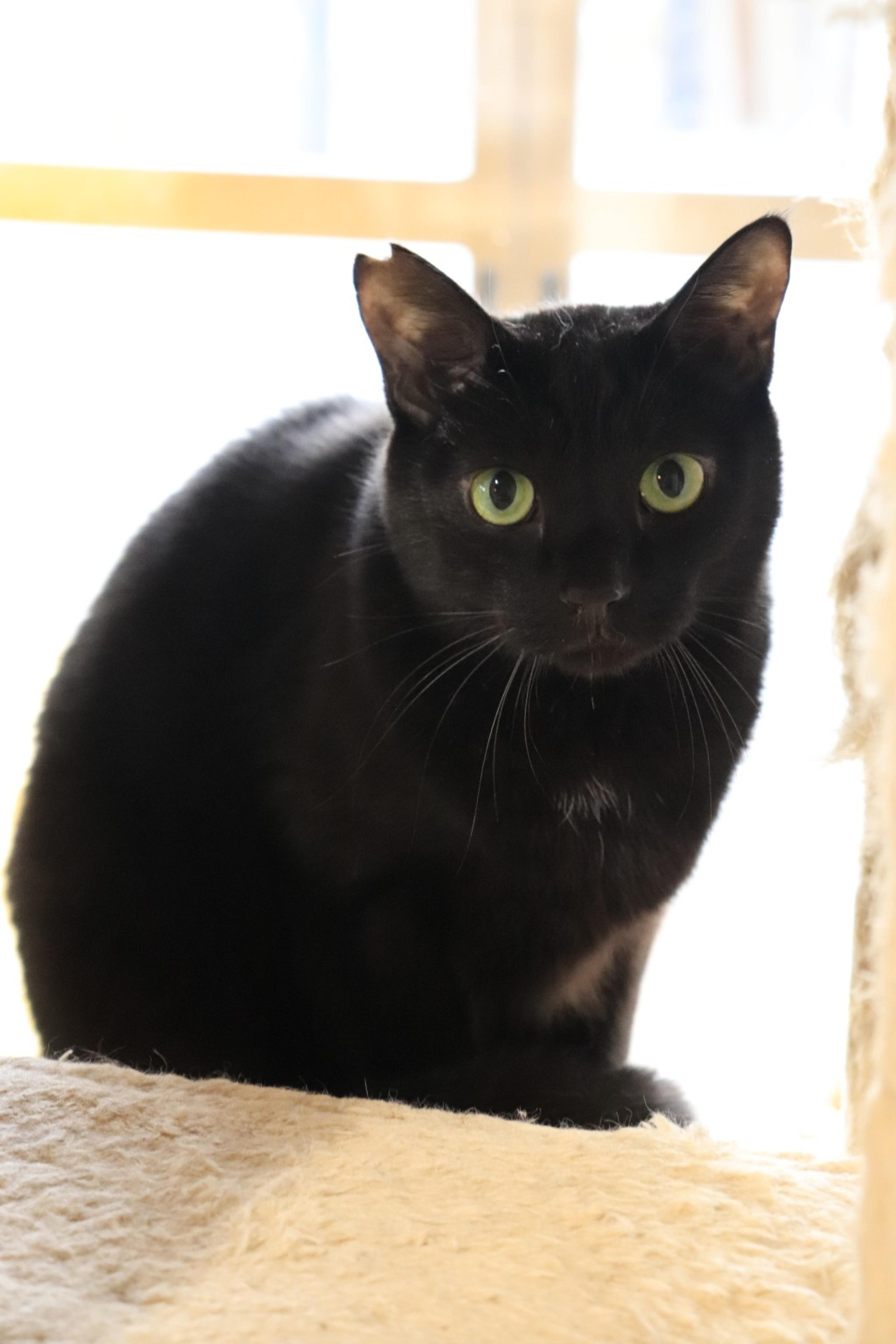 pet-image-4