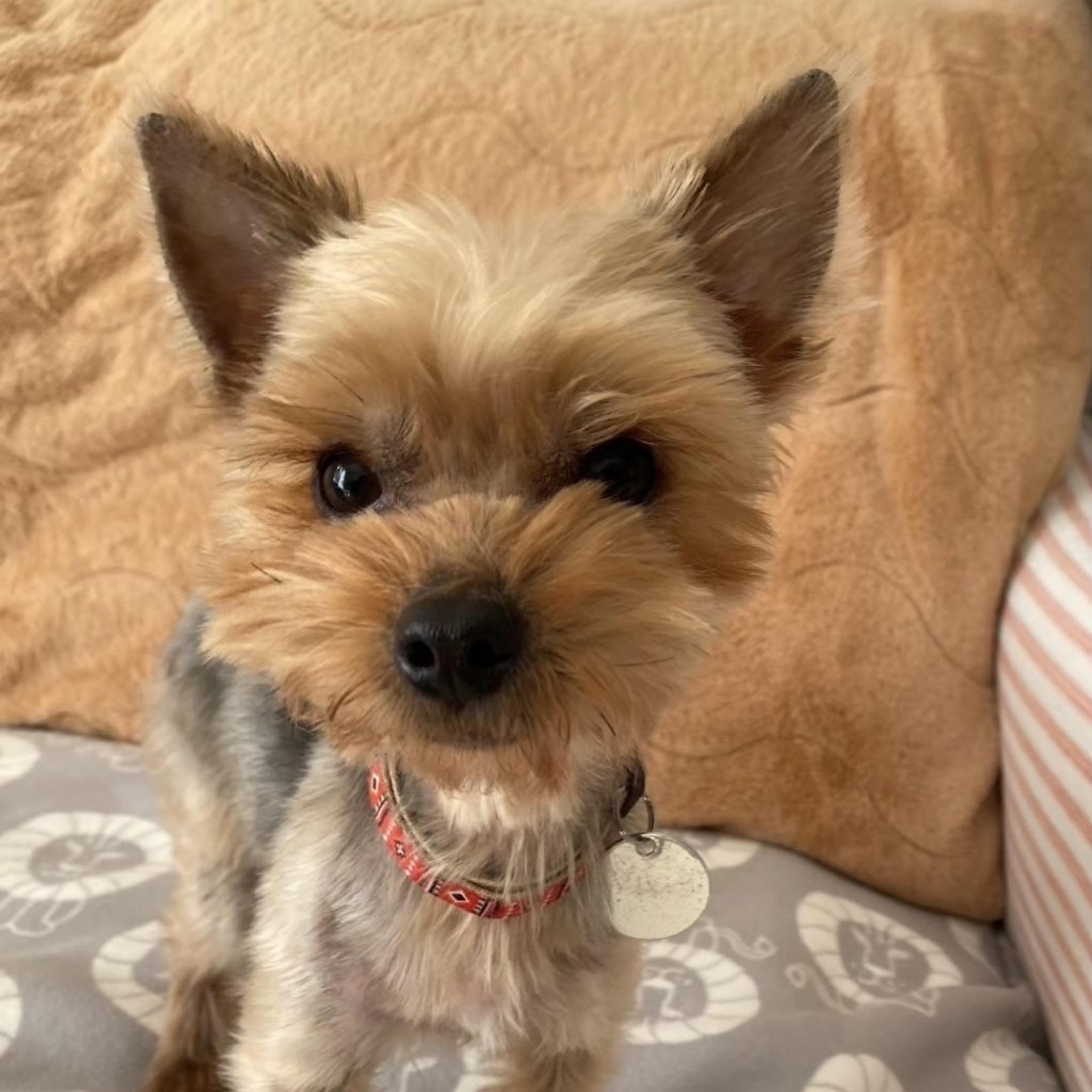 pet-image-7