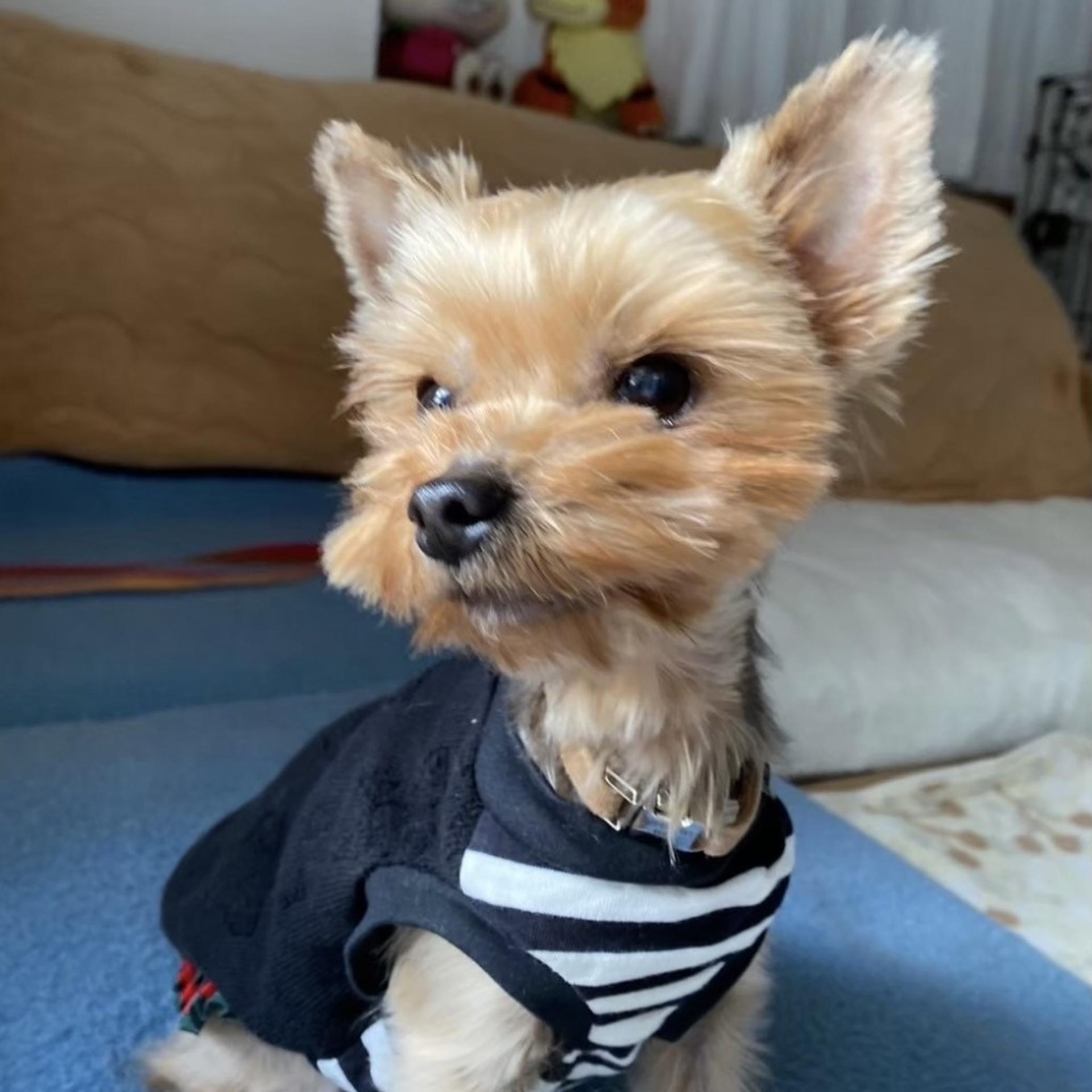 pet-image-8