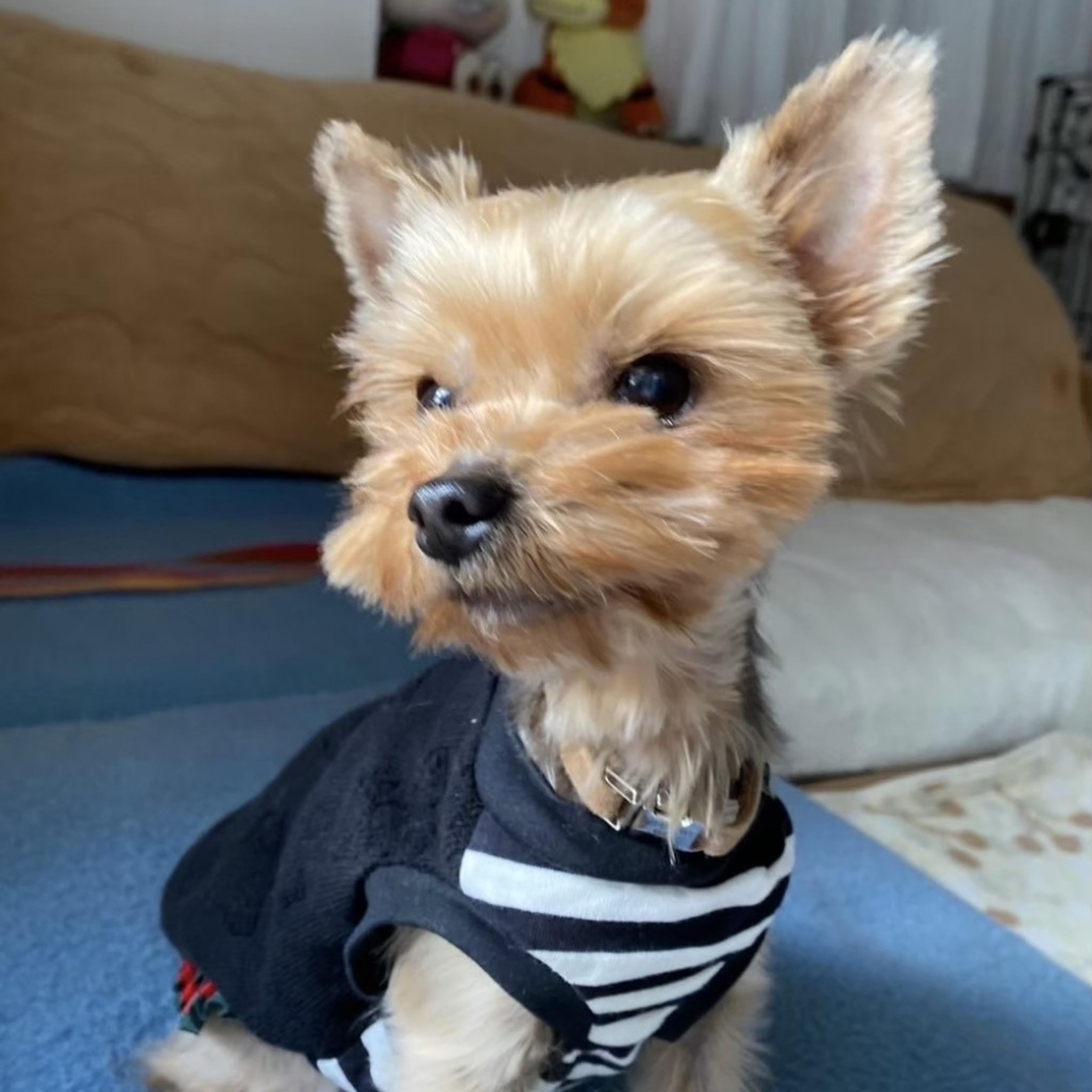 pet-image-8