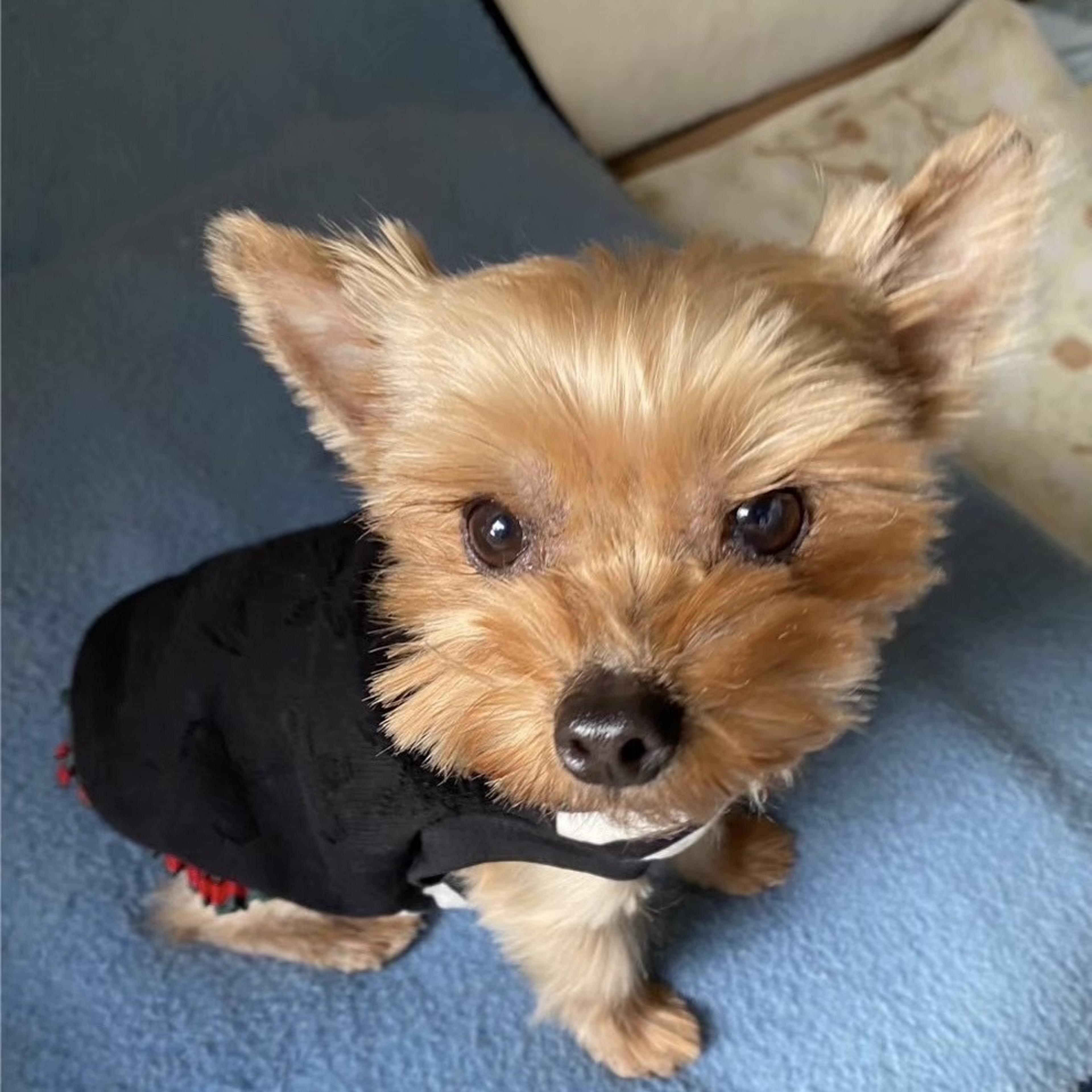 pet-image-9