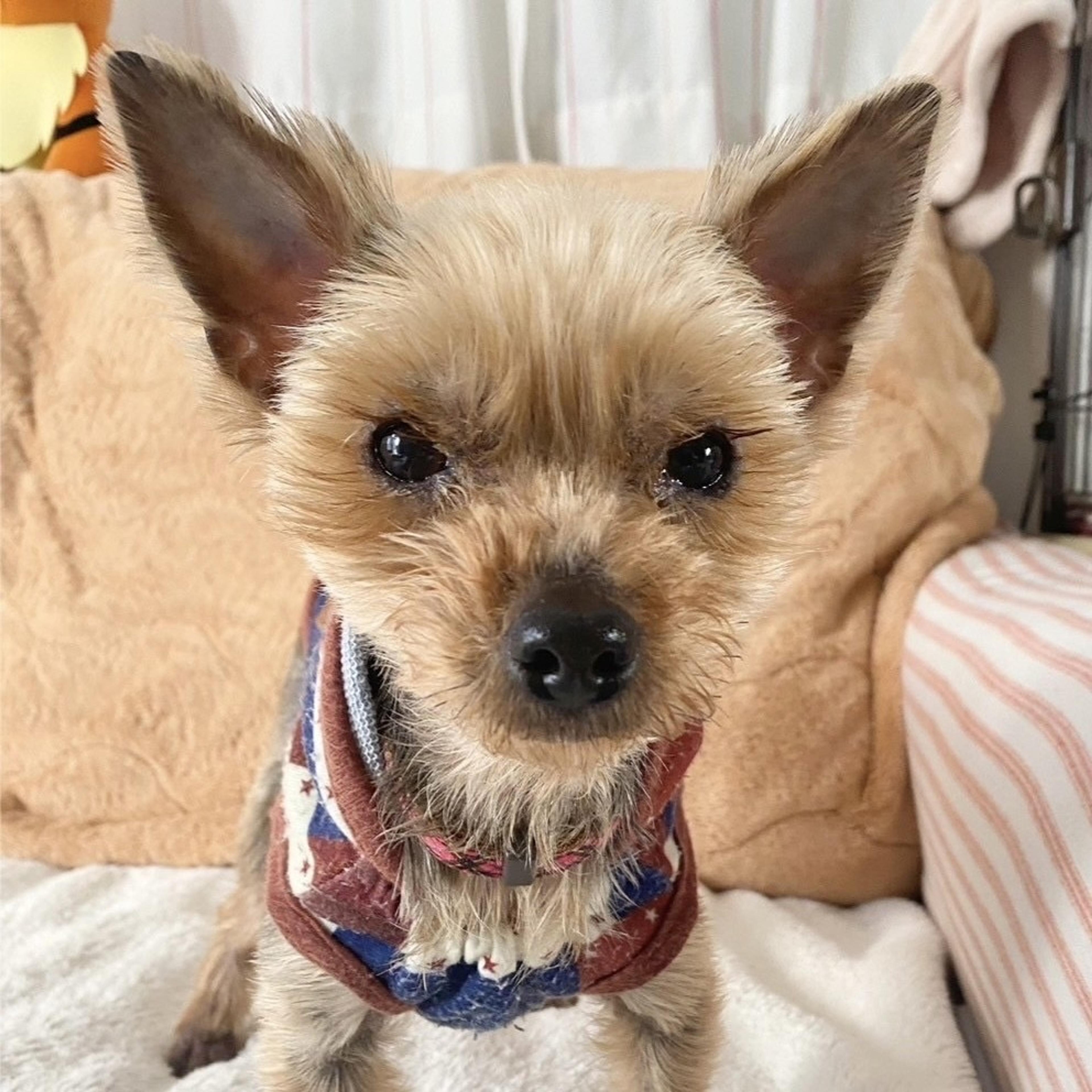 pet-image-10