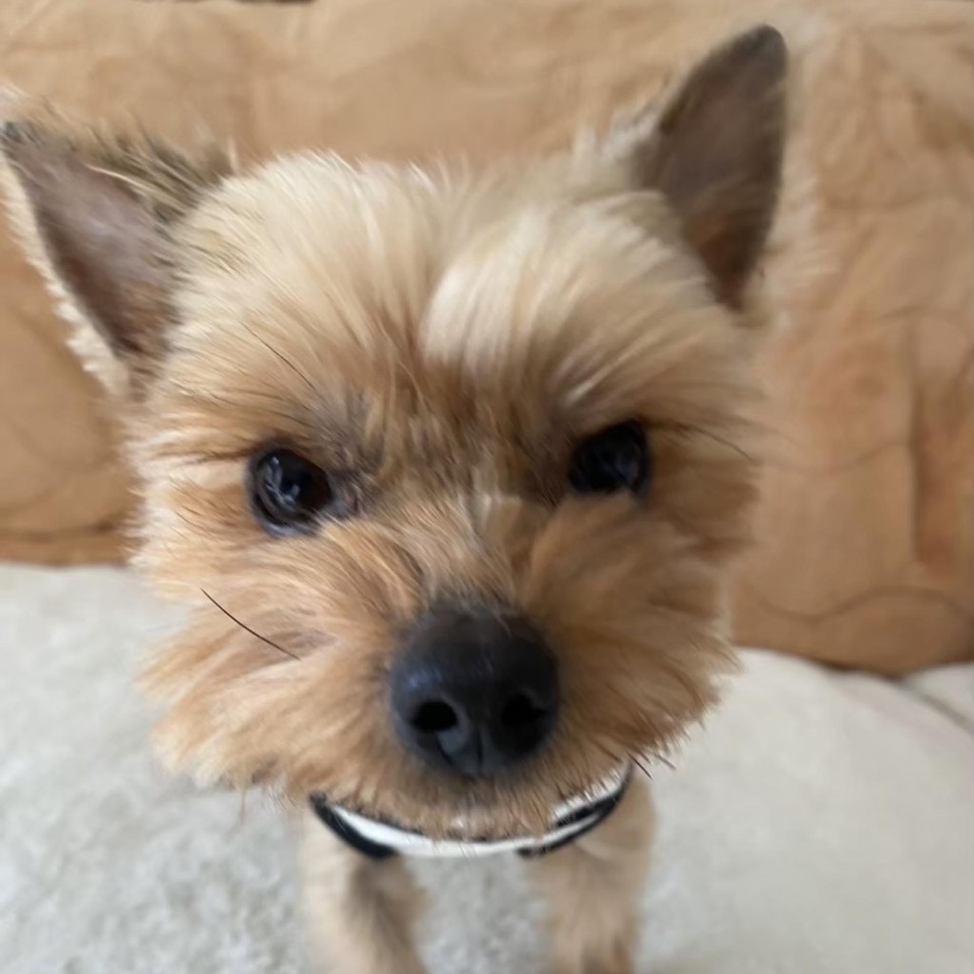 pet-image-5