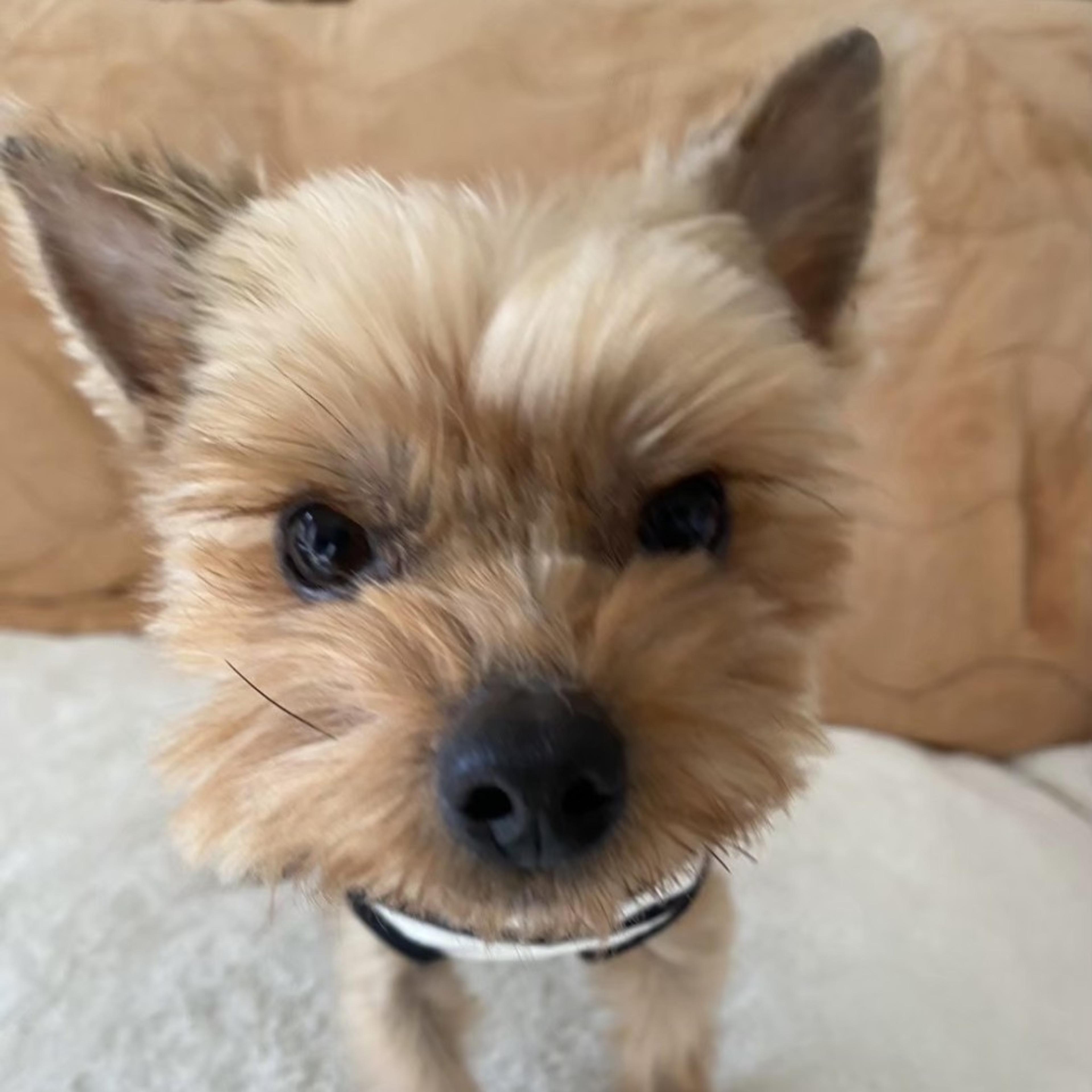pet-image-5