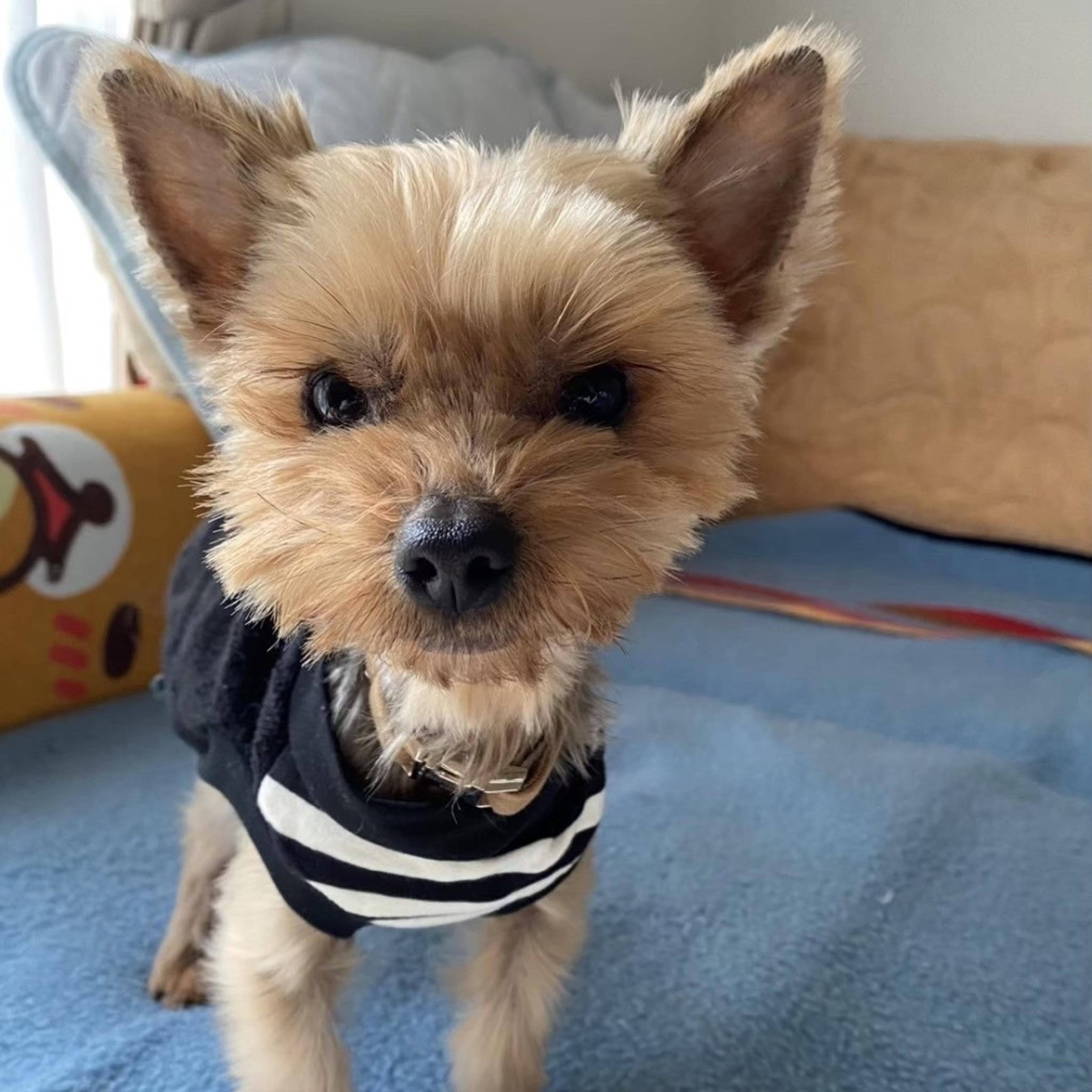 pet-image-6