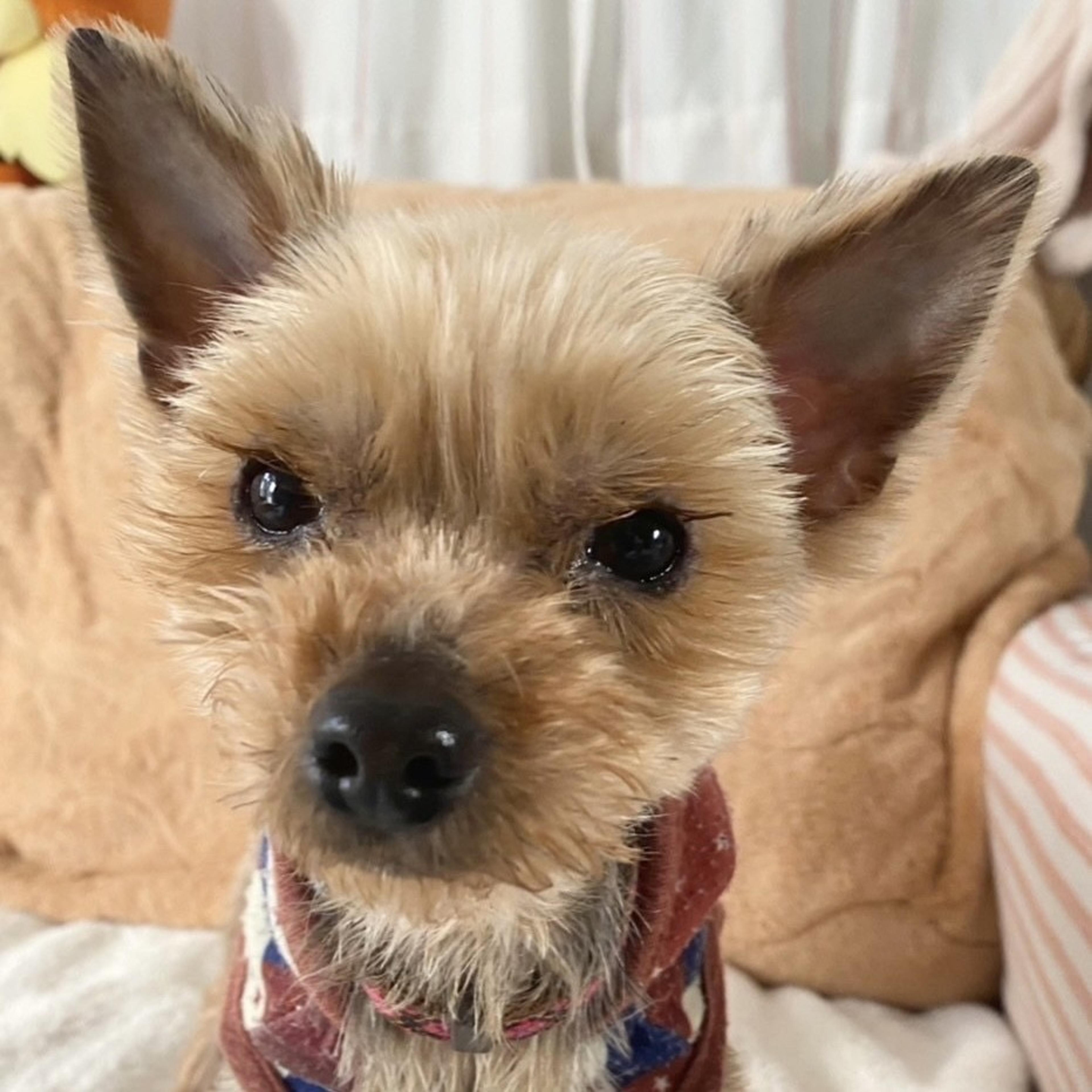 pet-image-2