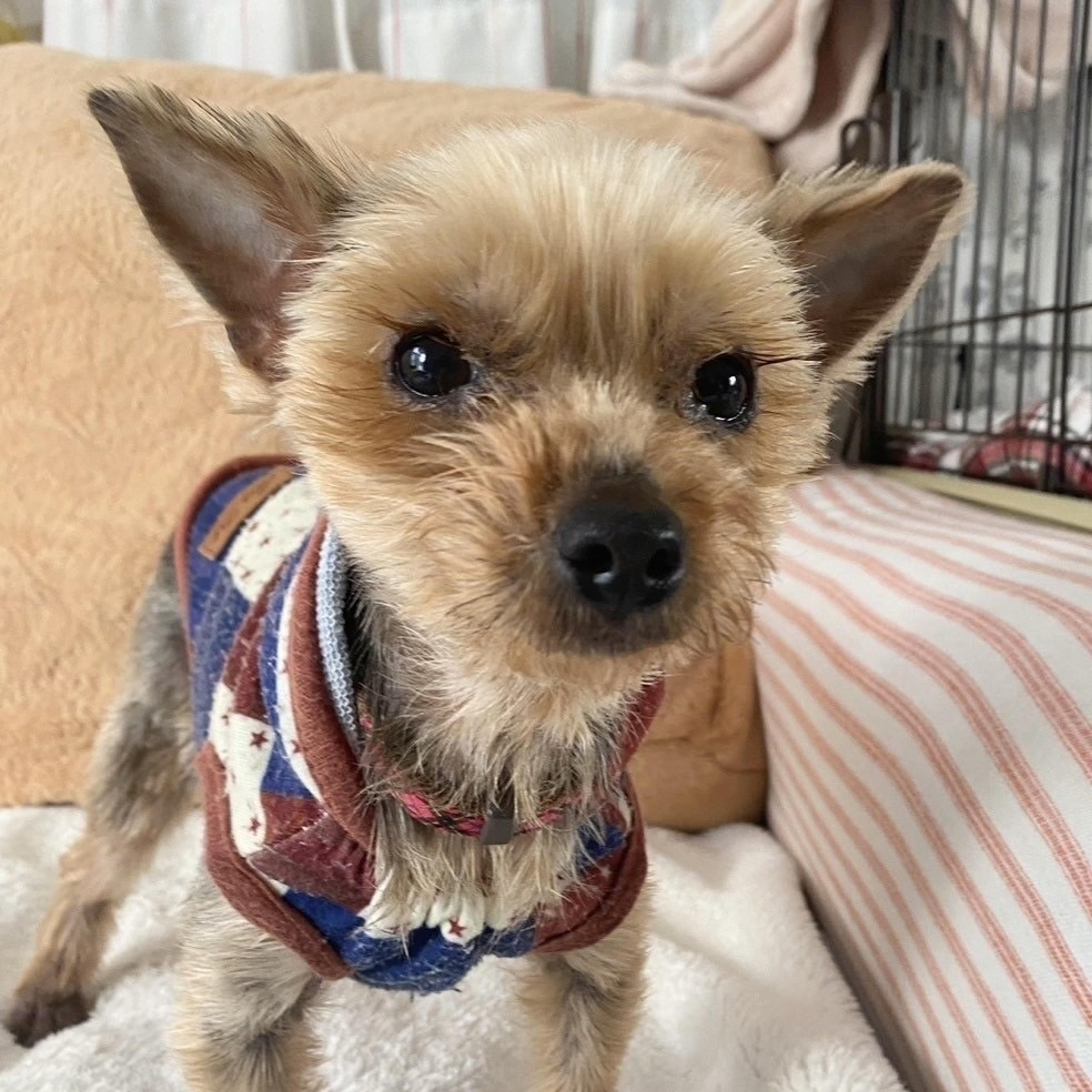 pet-image-3