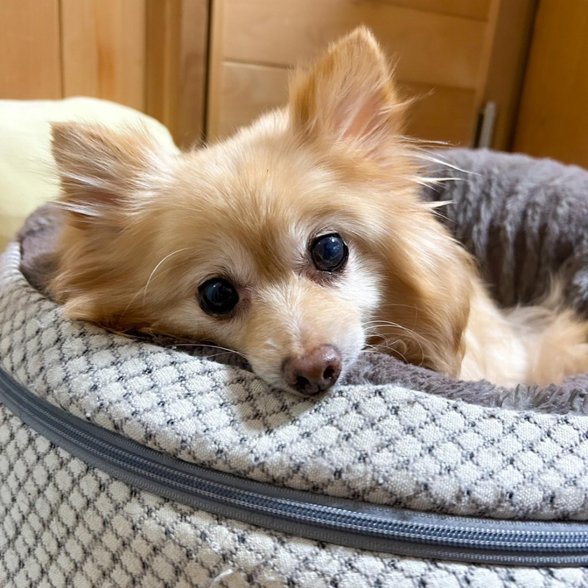 pet-image-3