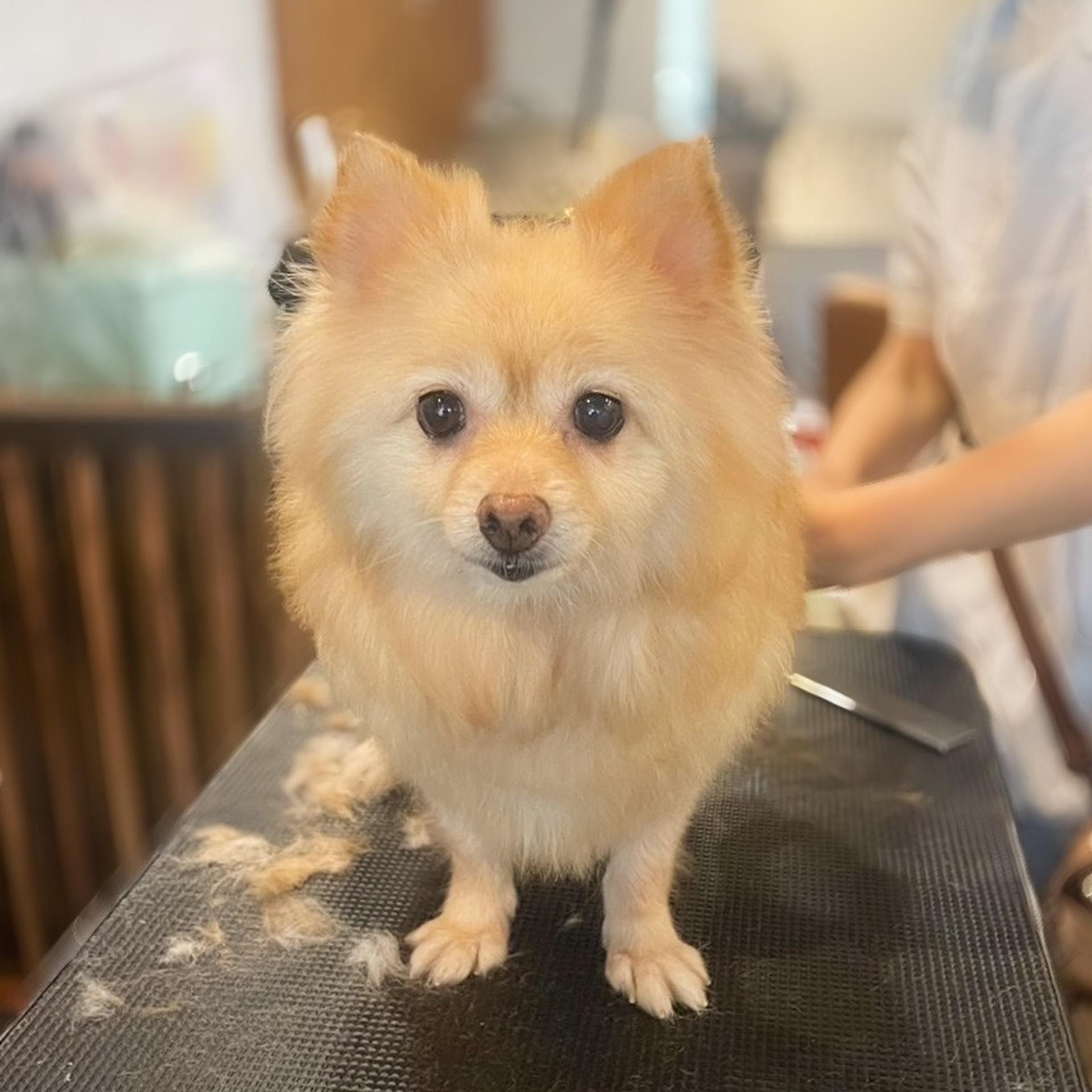 pet-image-4