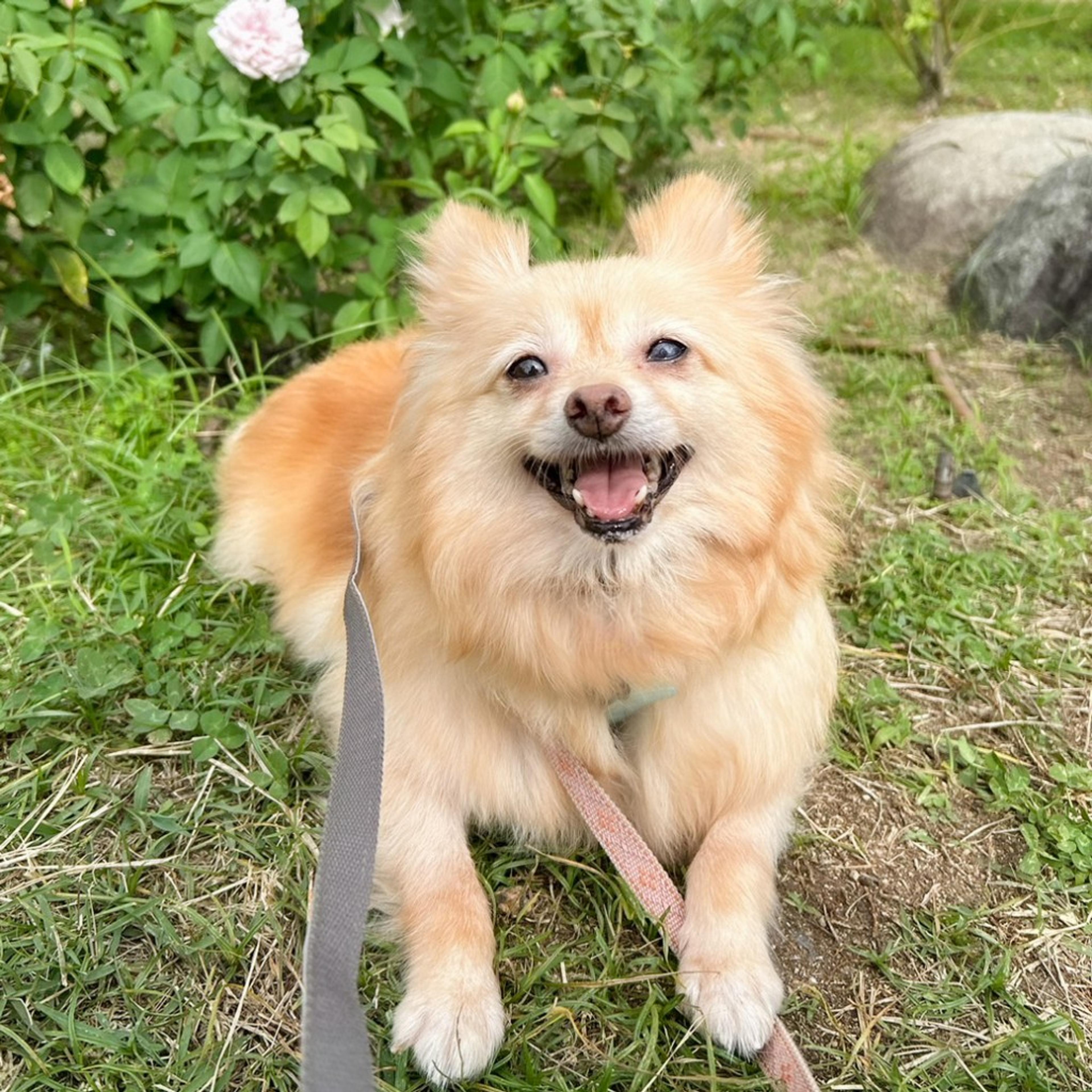 pet-image-5