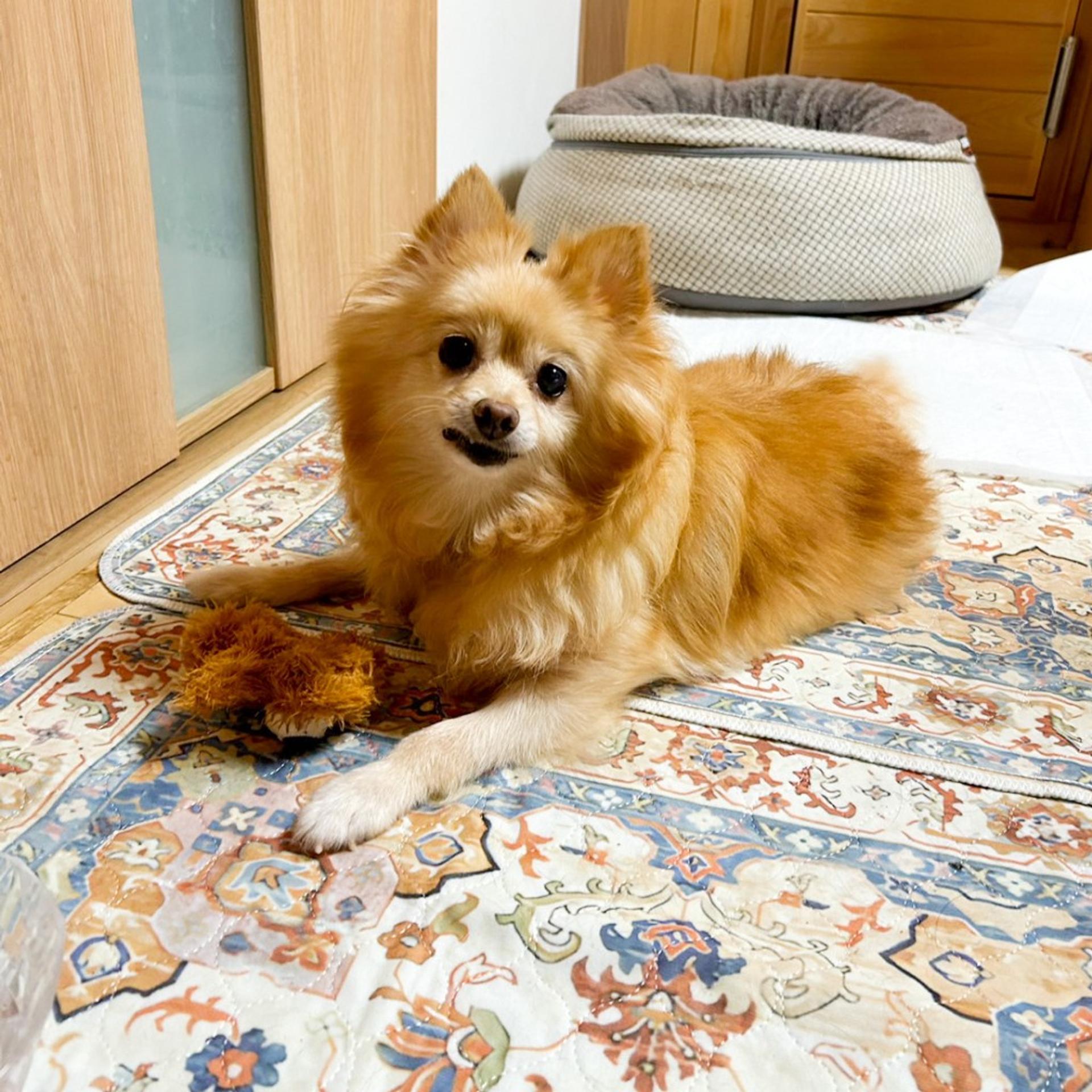 pet-image-6