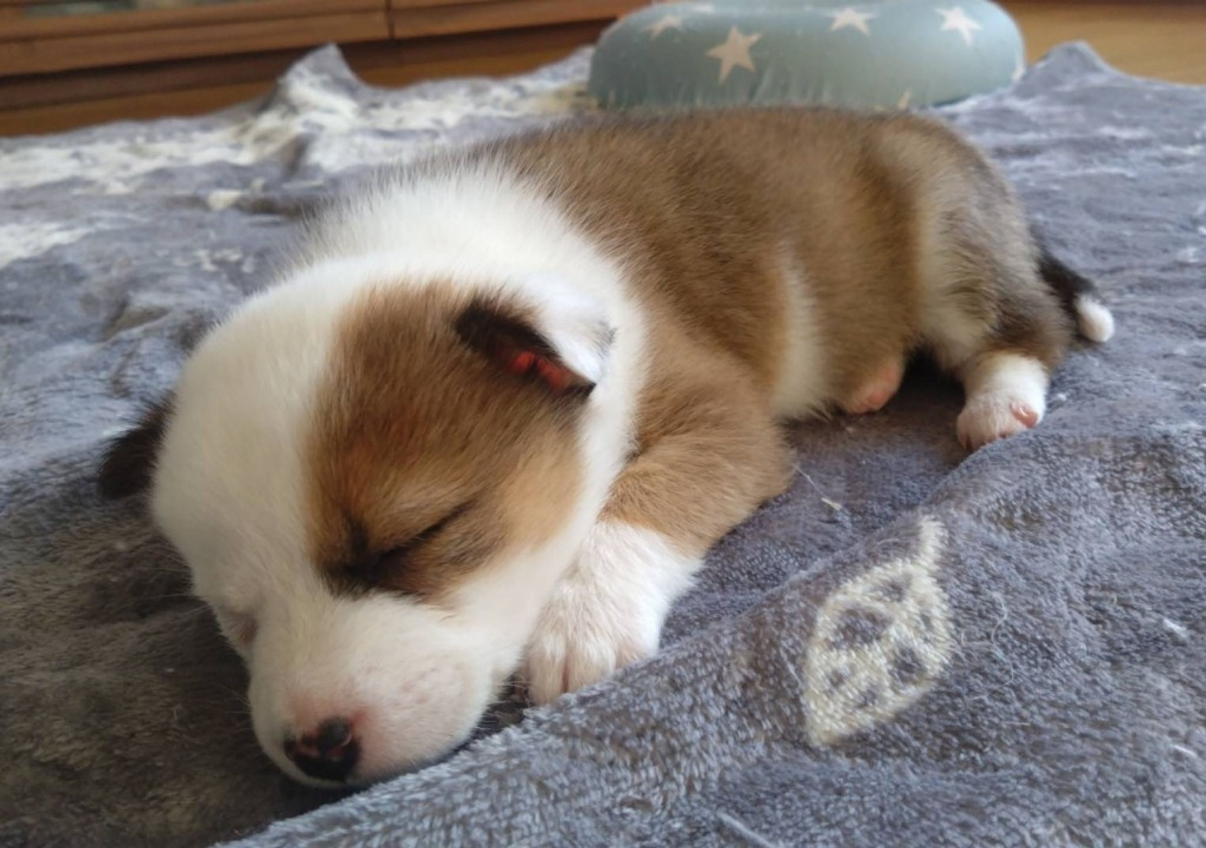 pet-image-6