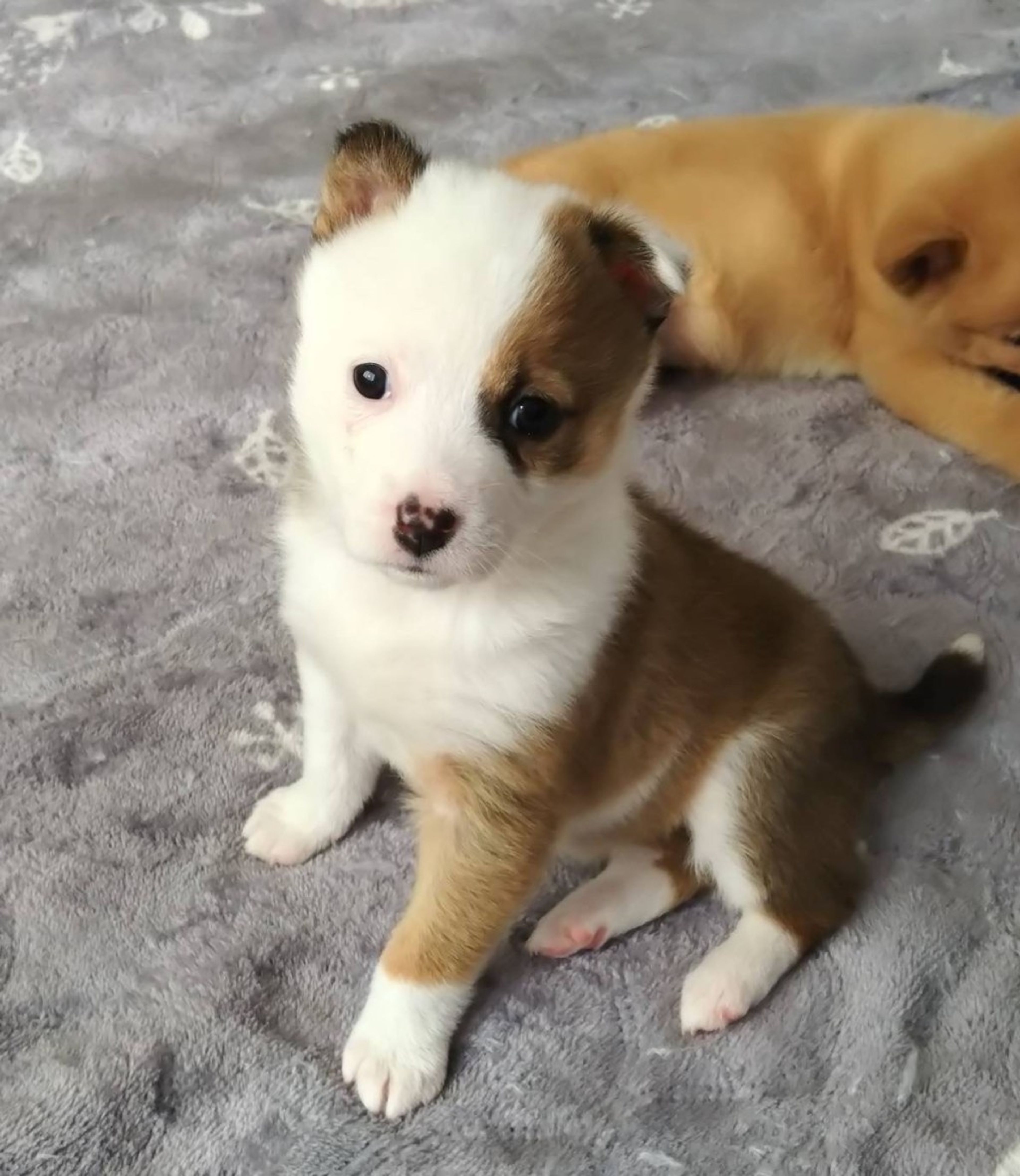 雑種（ミックス犬）・メスの里親募集の写真