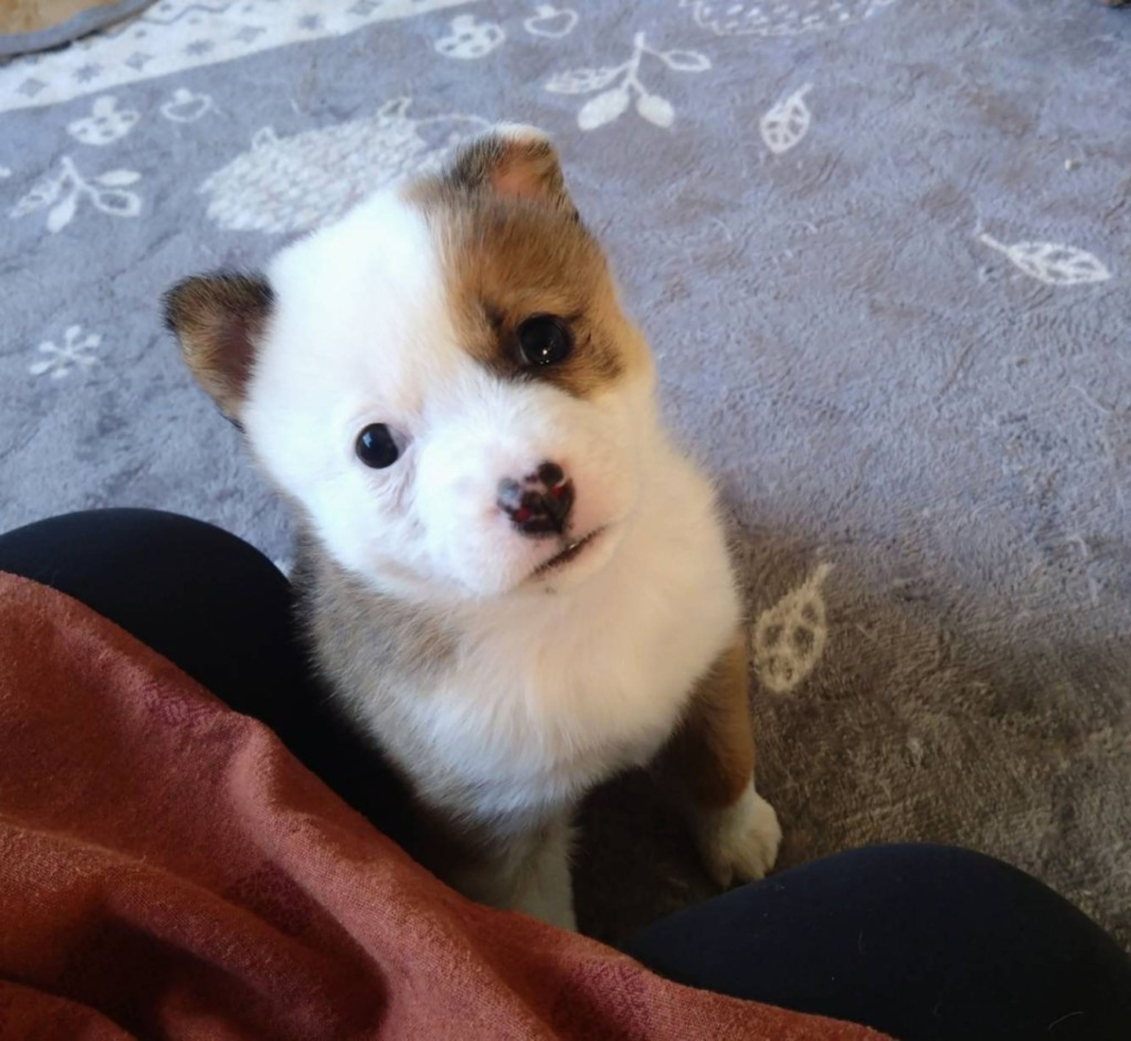 pet-image-2