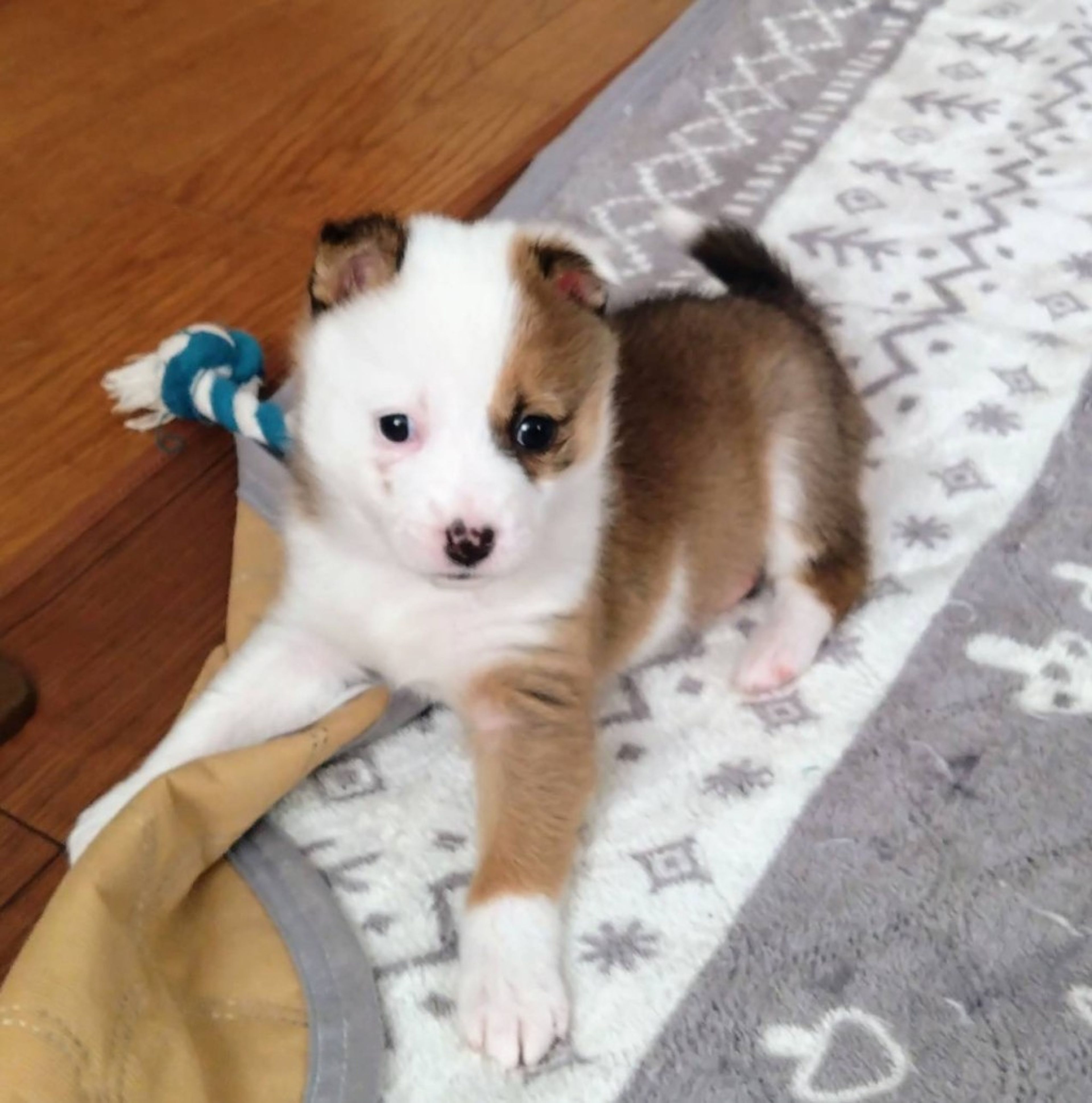 pet-image-3