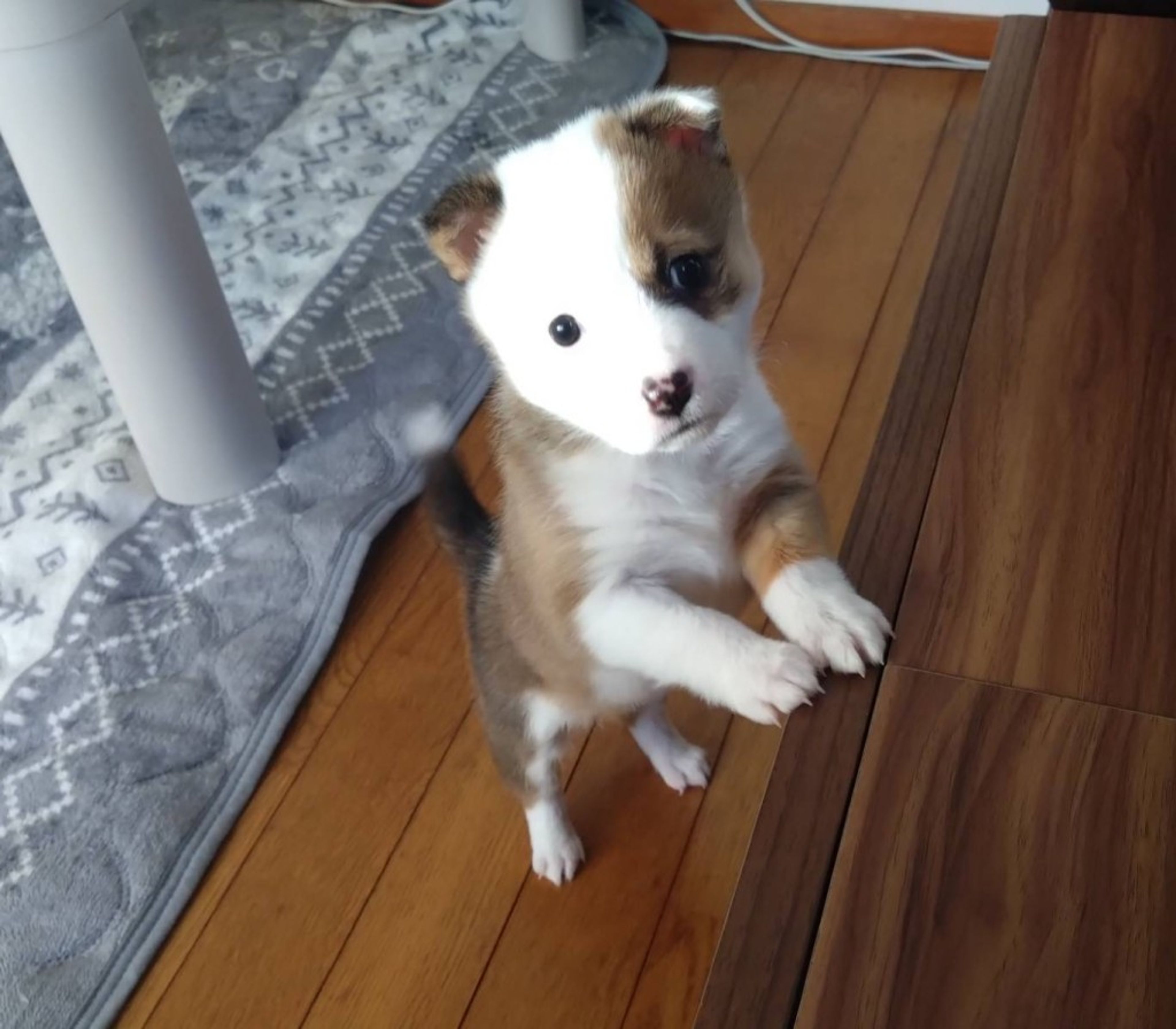 pet-image-4