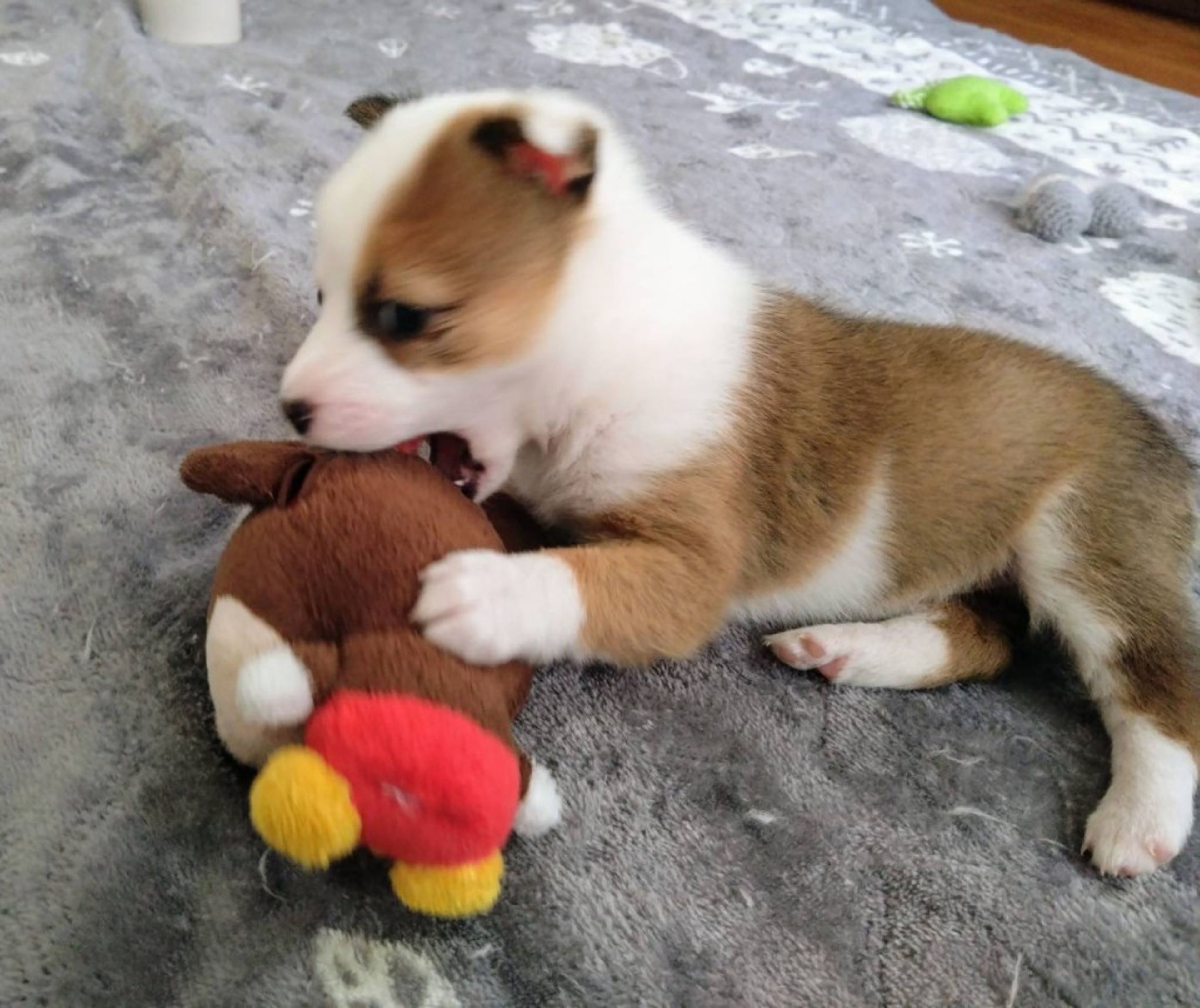 pet-image-5