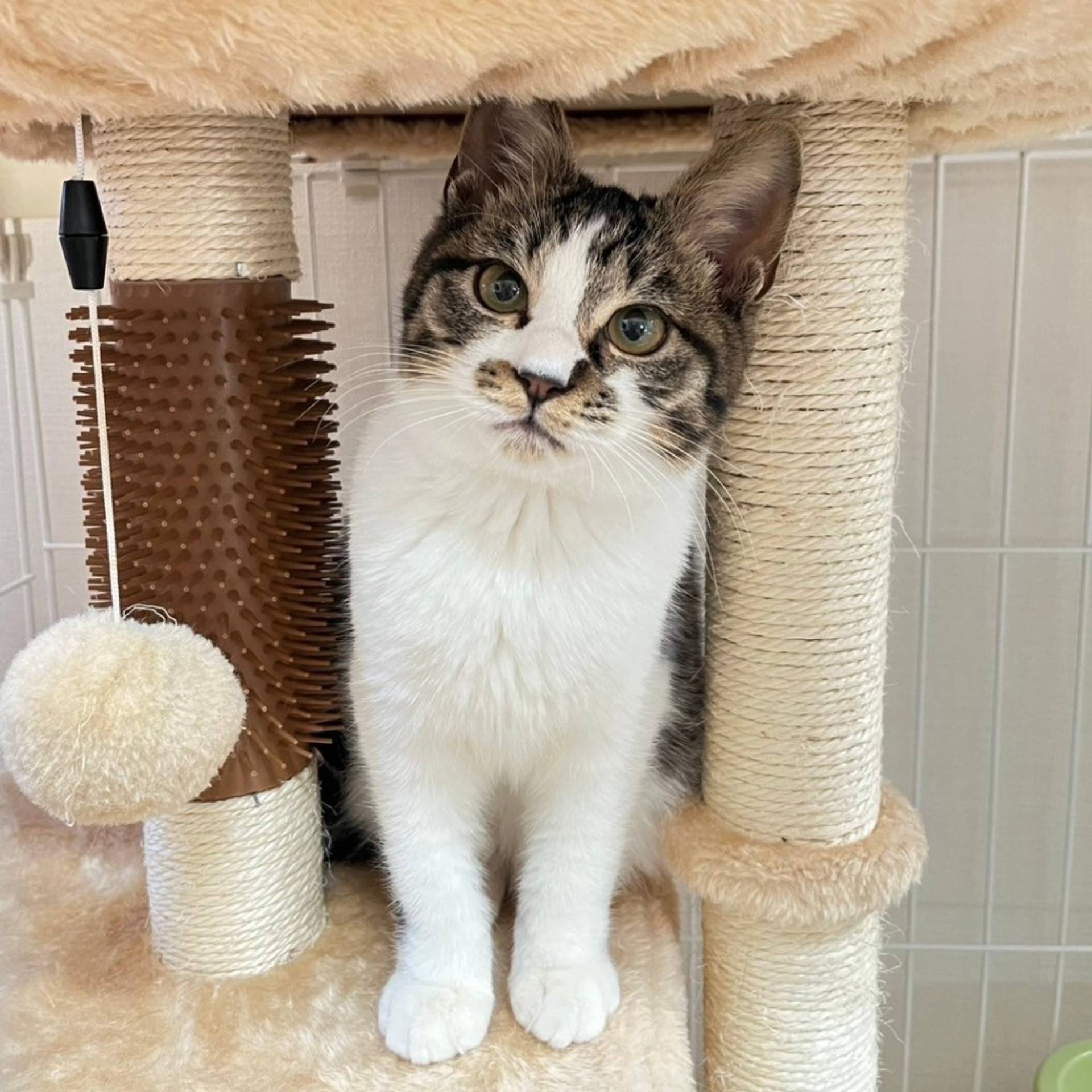 雑種（ミックス猫）・オスの里親募集の写真