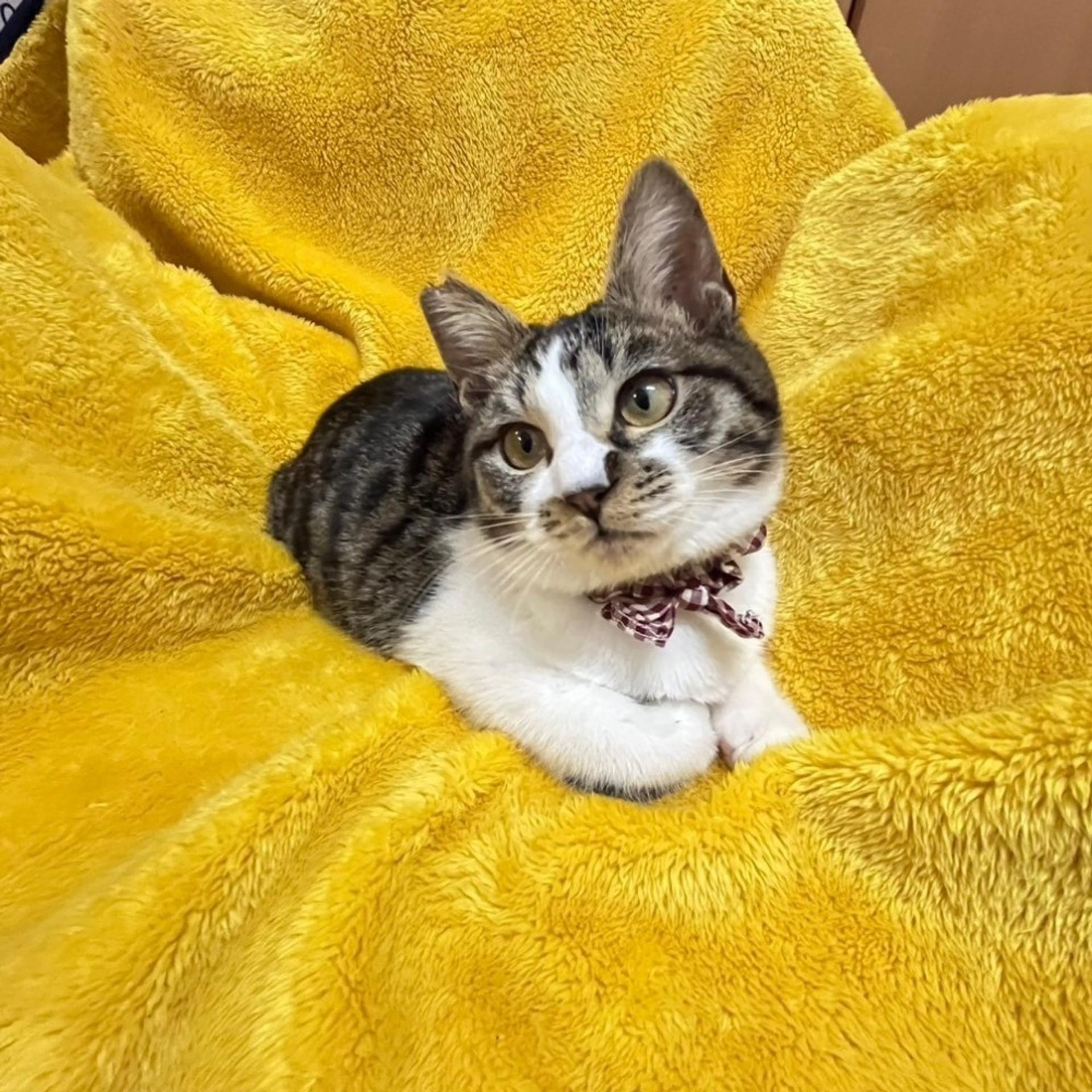 pet-image-3