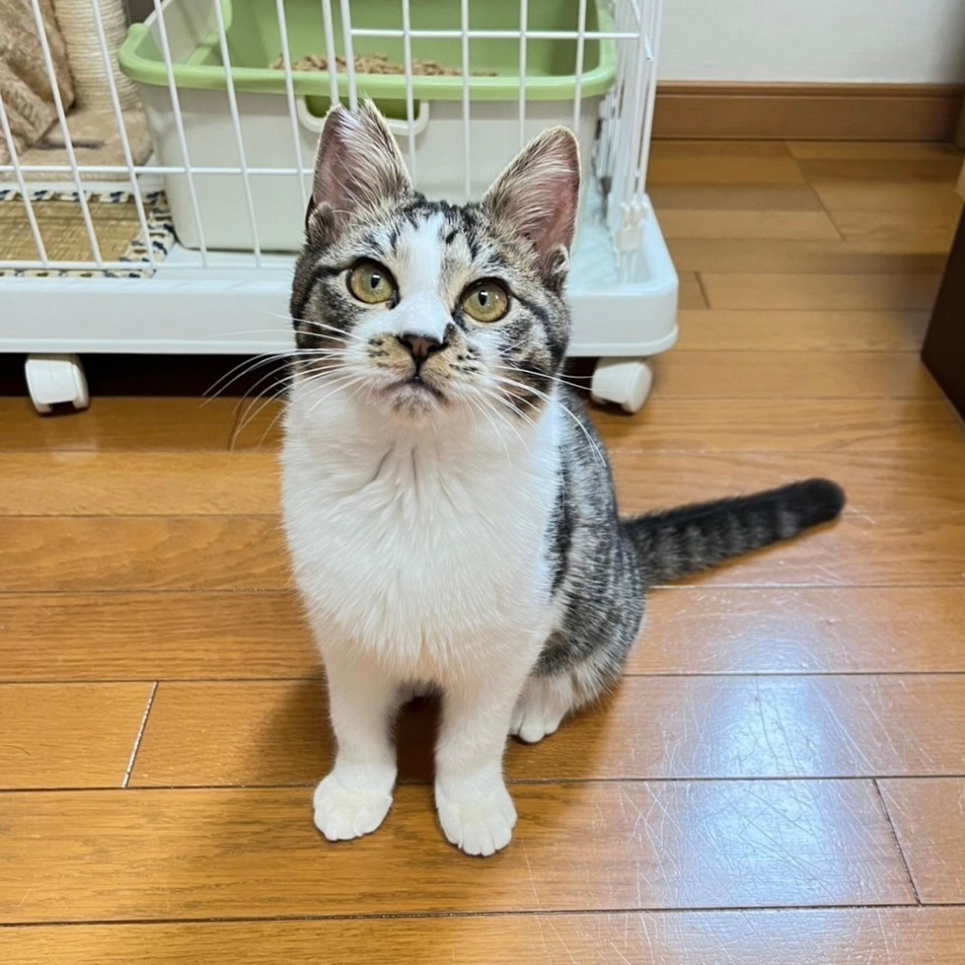 pet-image-4