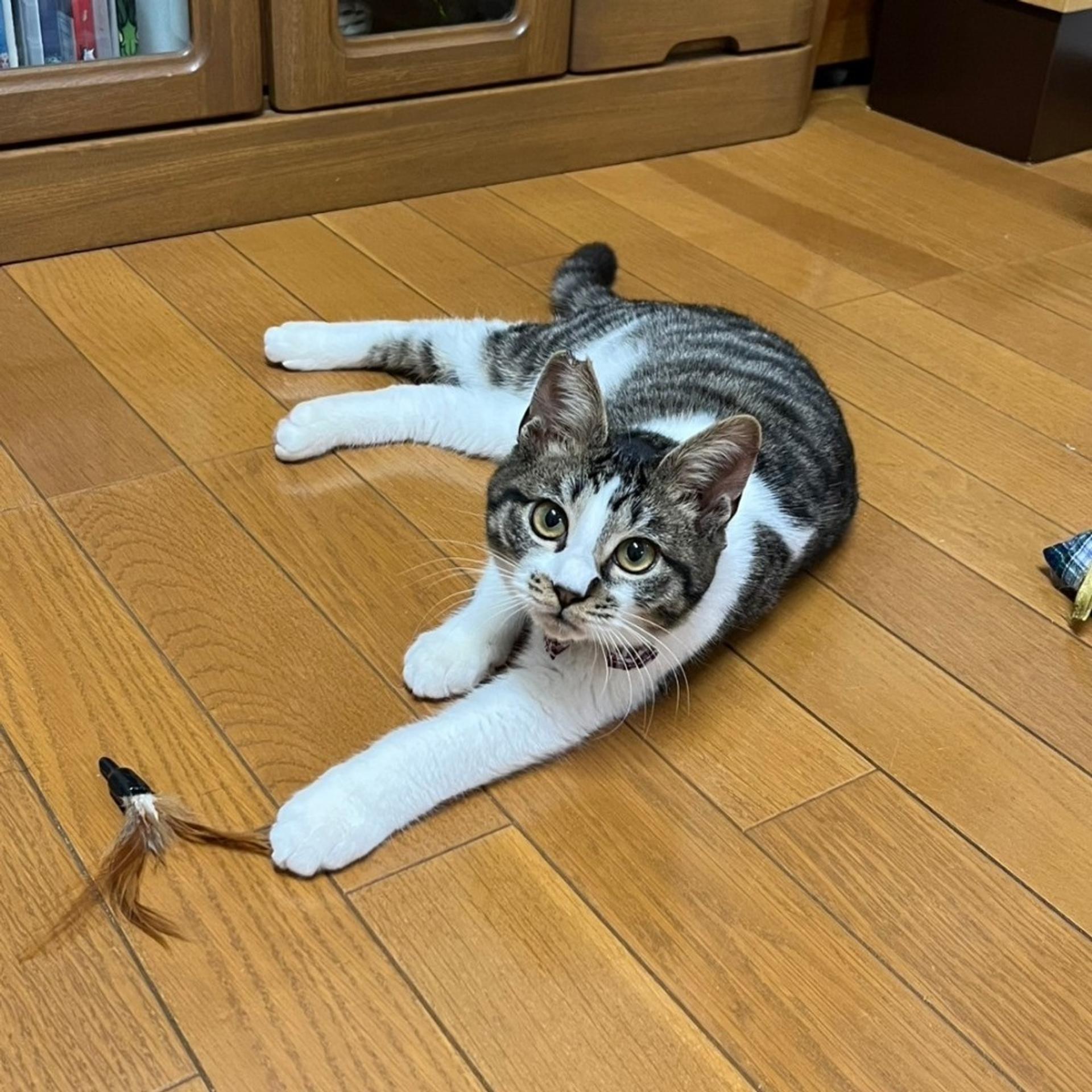 pet-image-5