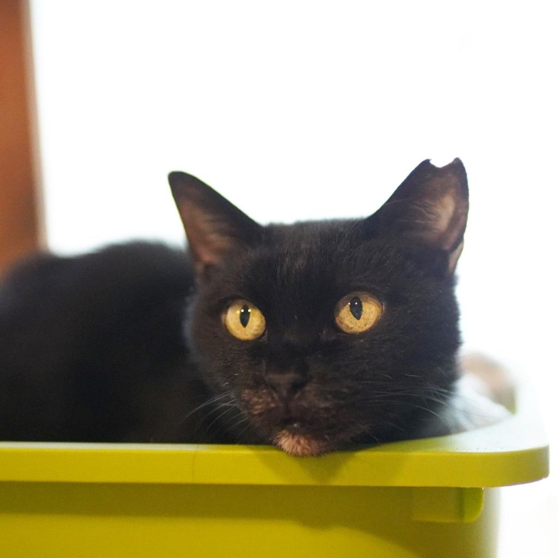 pet-image-8