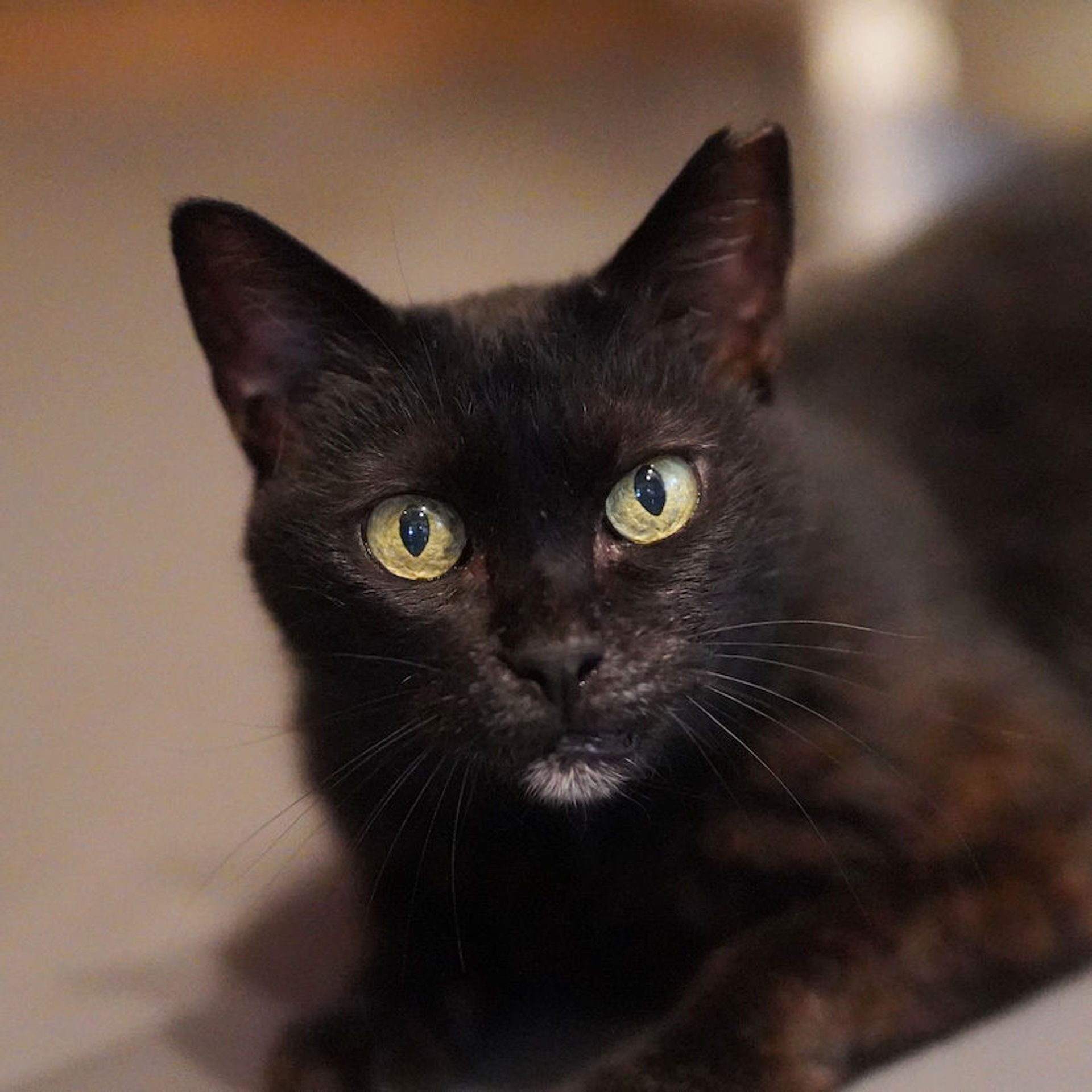雑種（ミックス猫）・メスの里親募集の写真