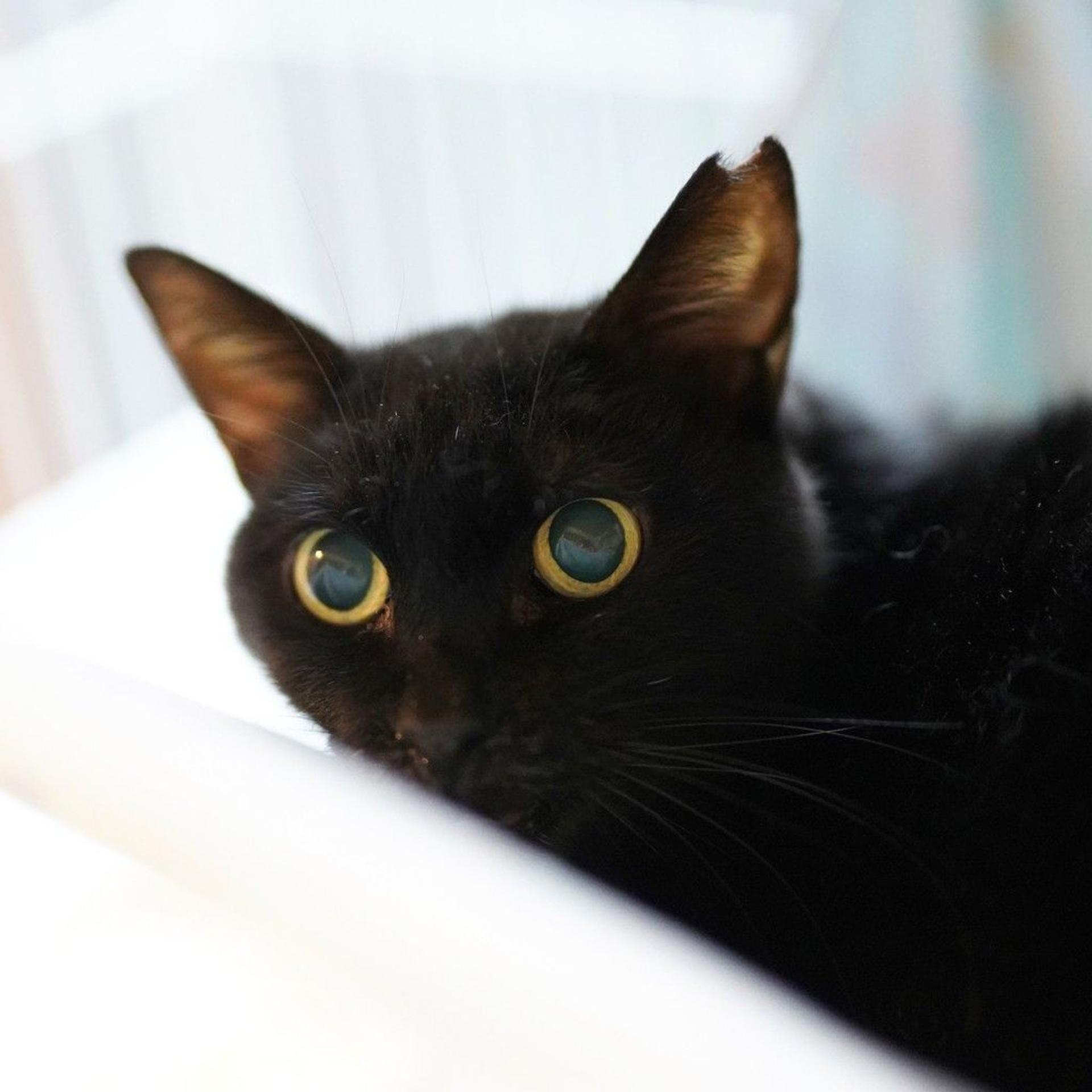 pet-image-3