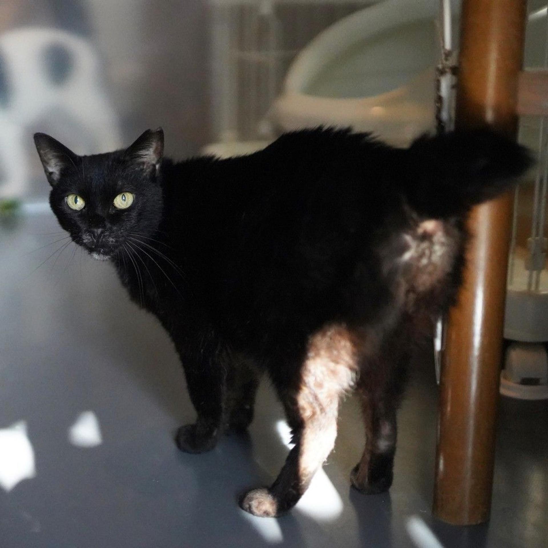 pet-image-7