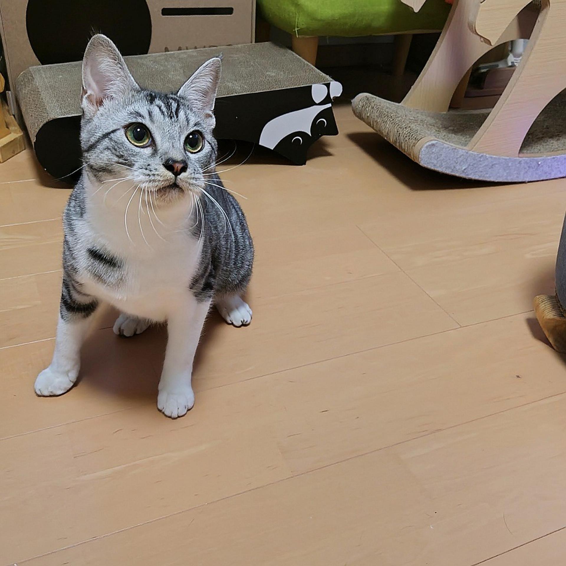 pet-image-7