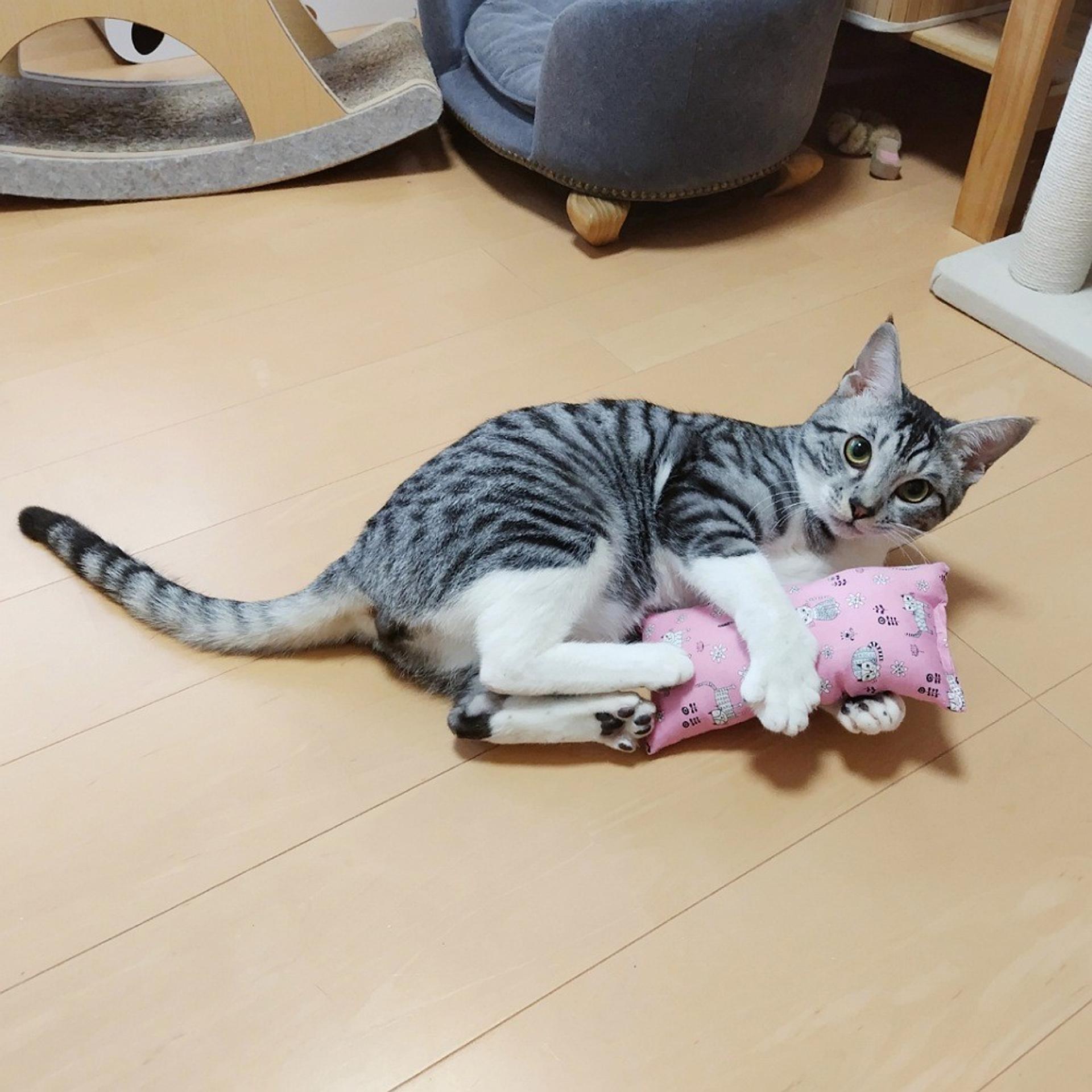 pet-image-2