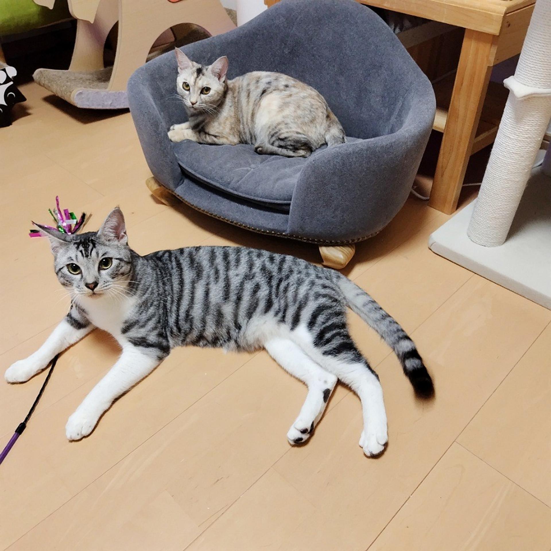 pet-image-3