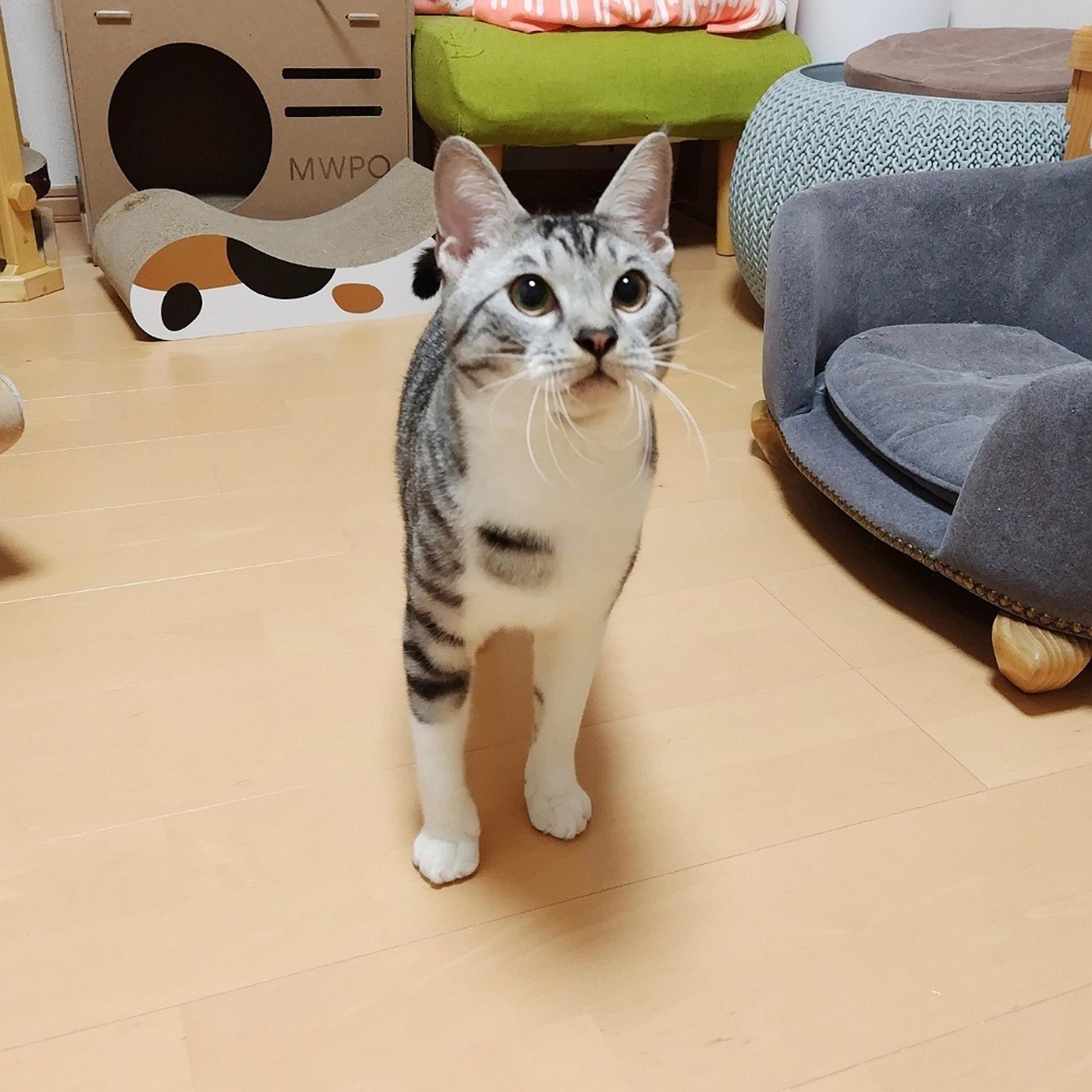 pet-image-4