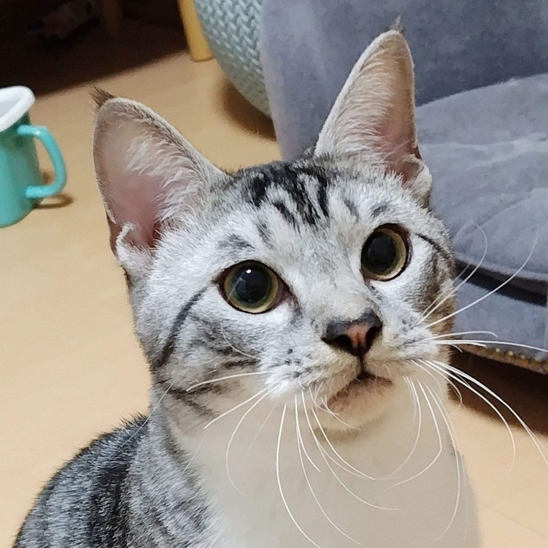 雑種（ミックス猫）・オスの里親募集の写真