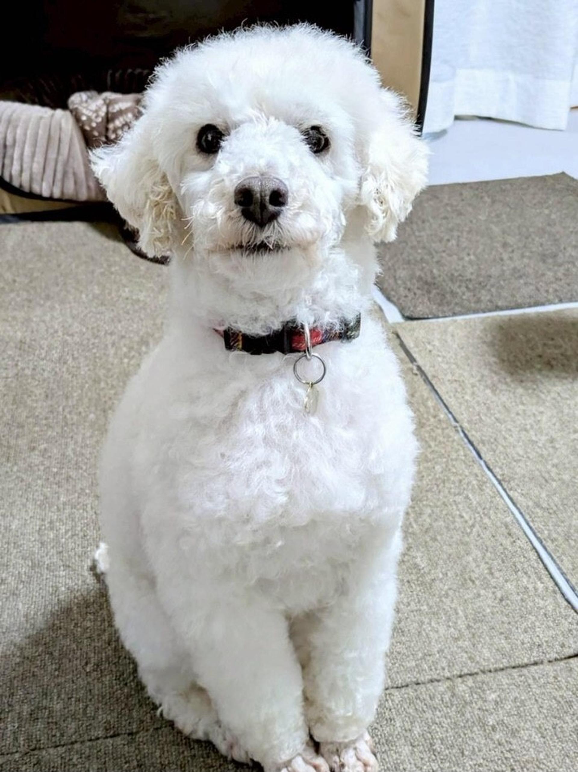 pet-image-2