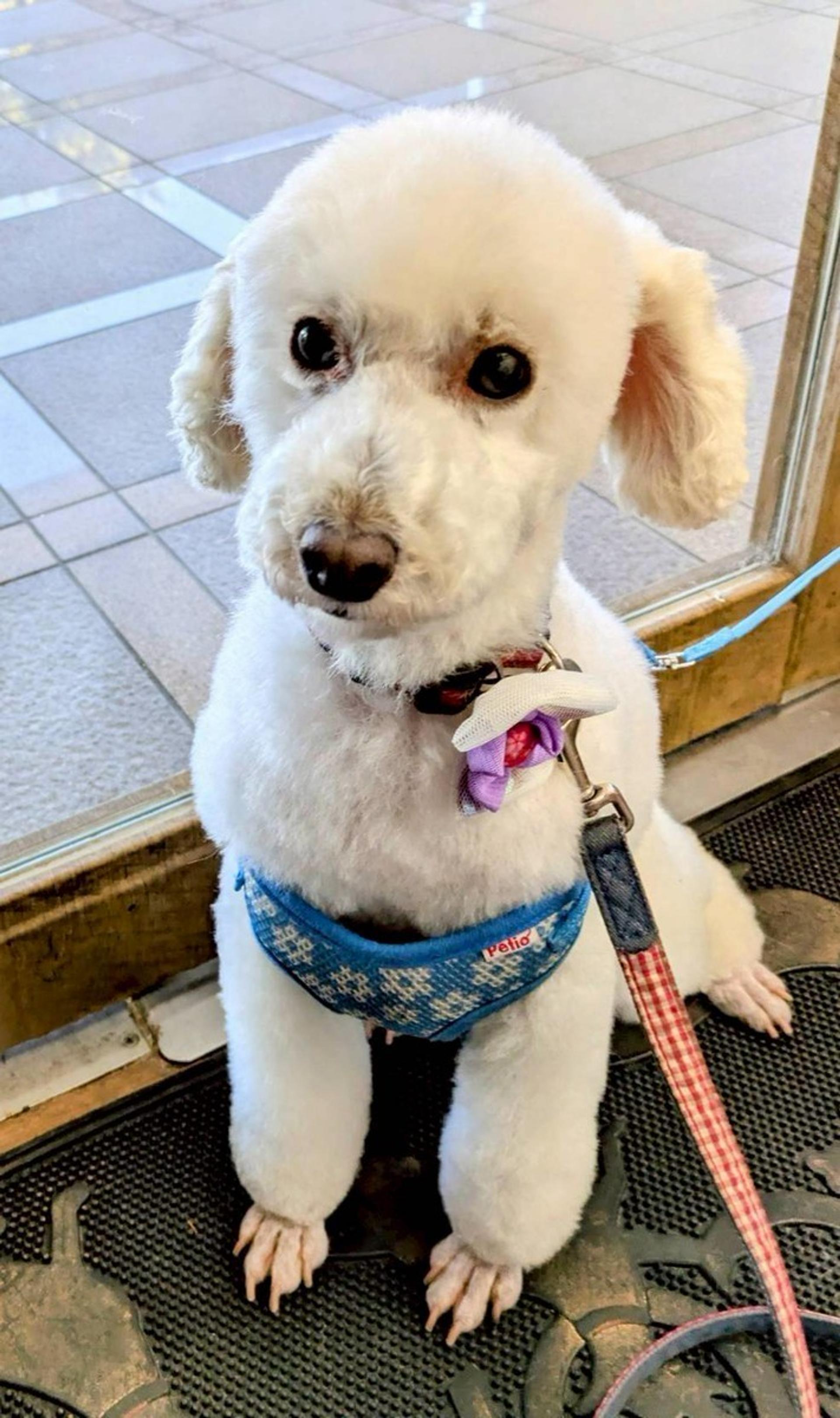 pet-image-3
