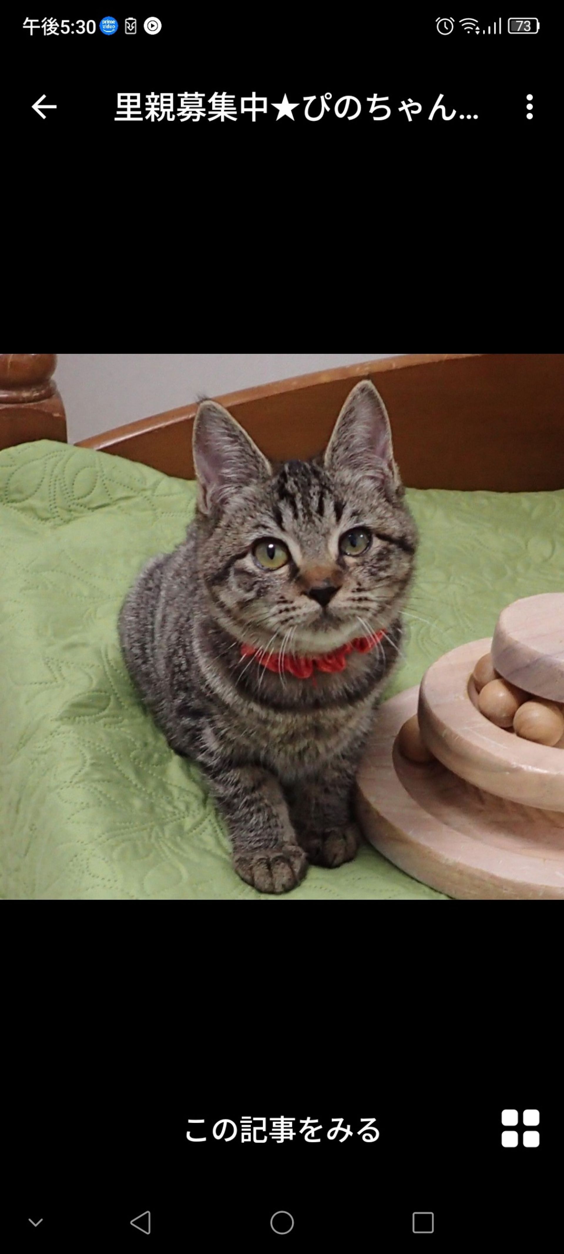 雑種（ミックス猫）・メスの里親募集の写真