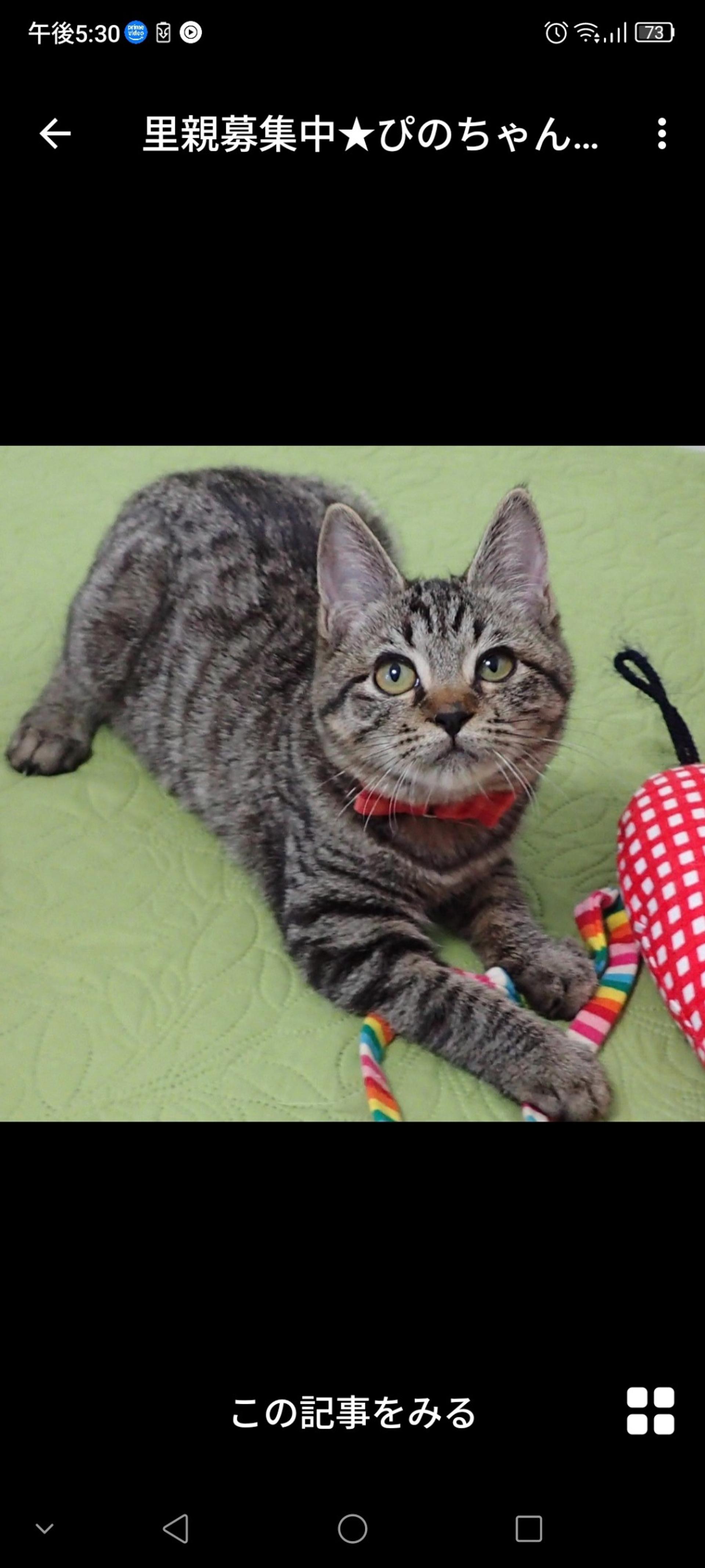 pet-image-2