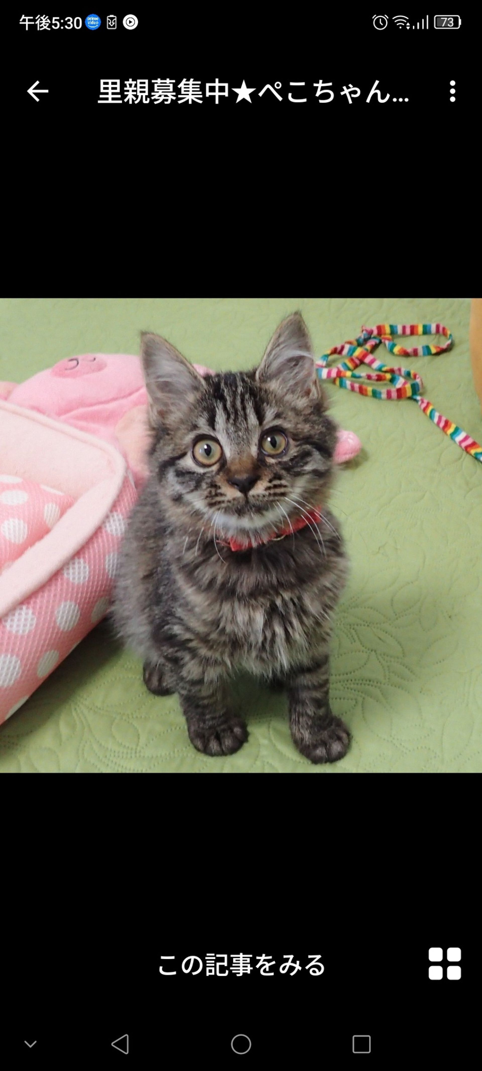 雑種（ミックス猫）・メスの里親募集の写真