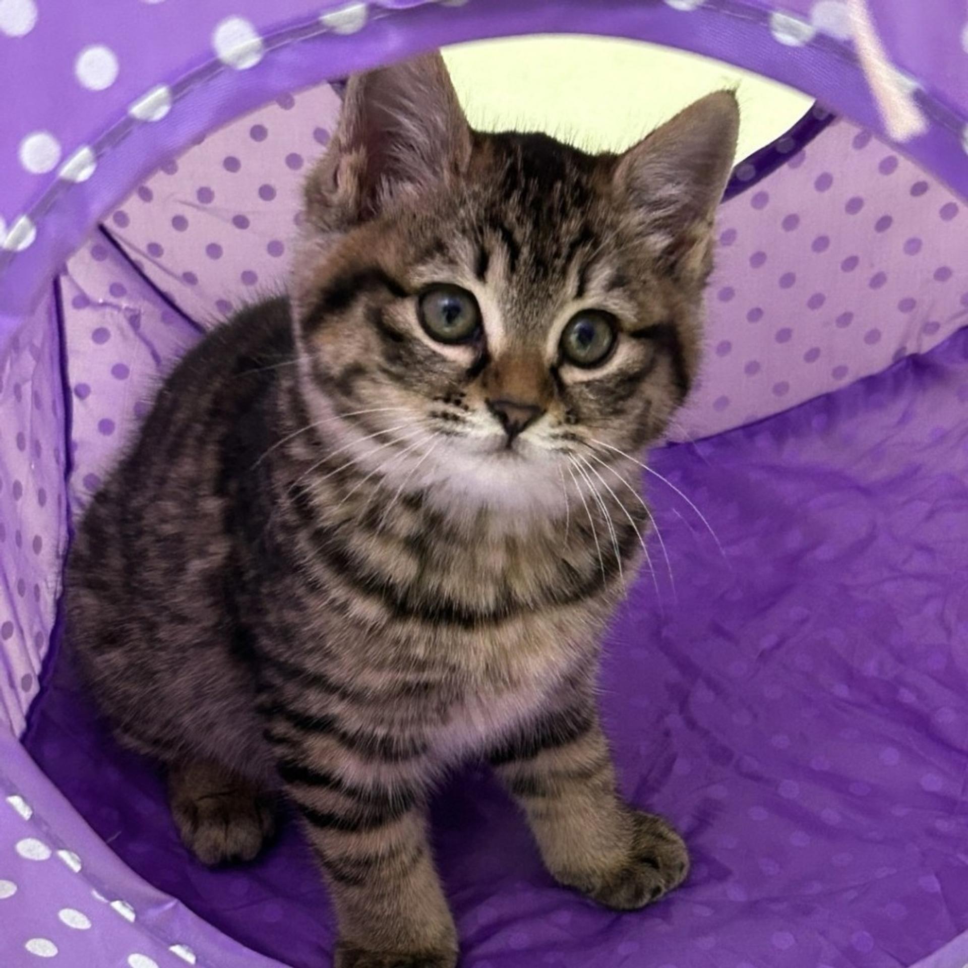 pet-image-5