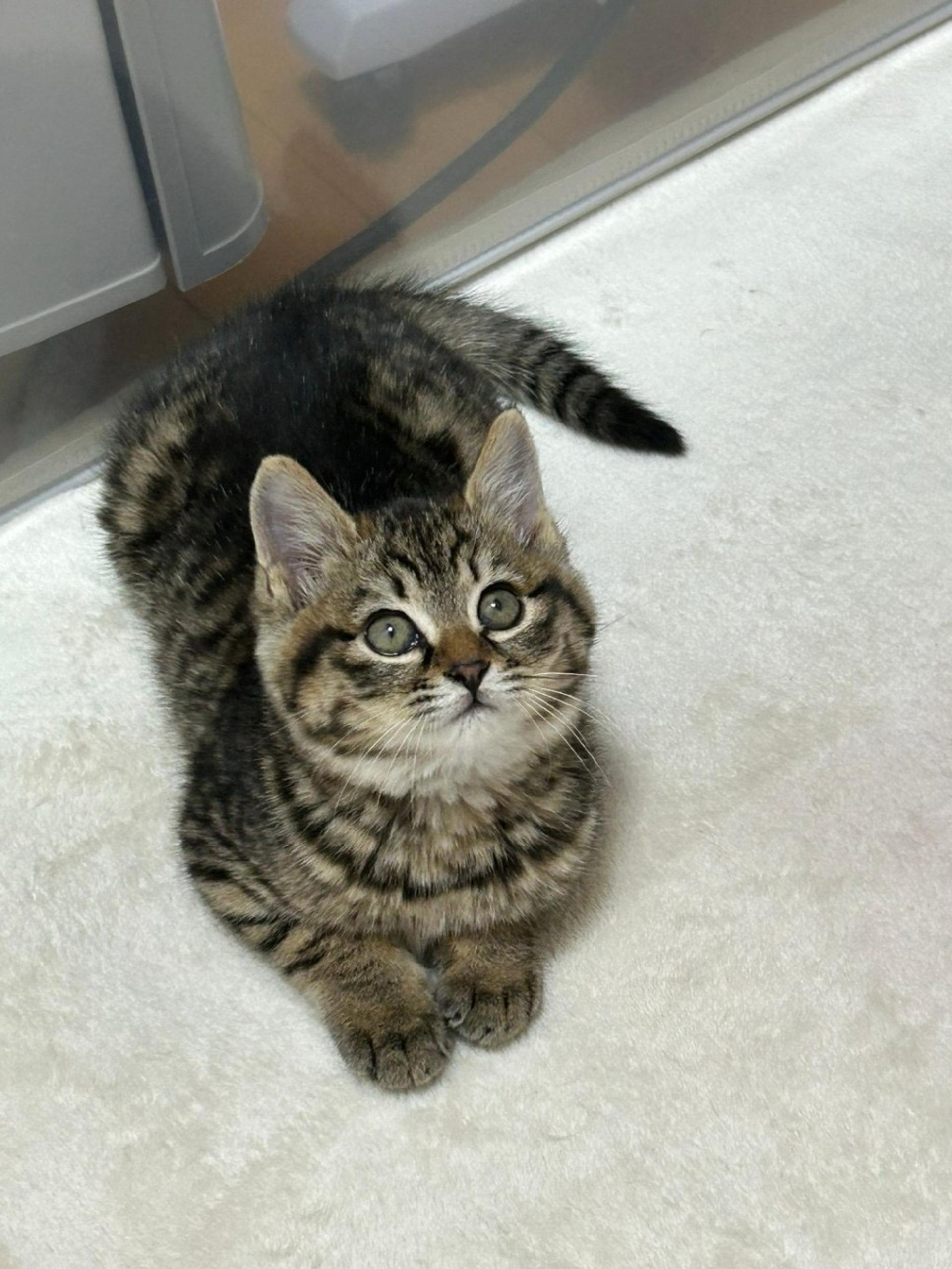 pet-image-6