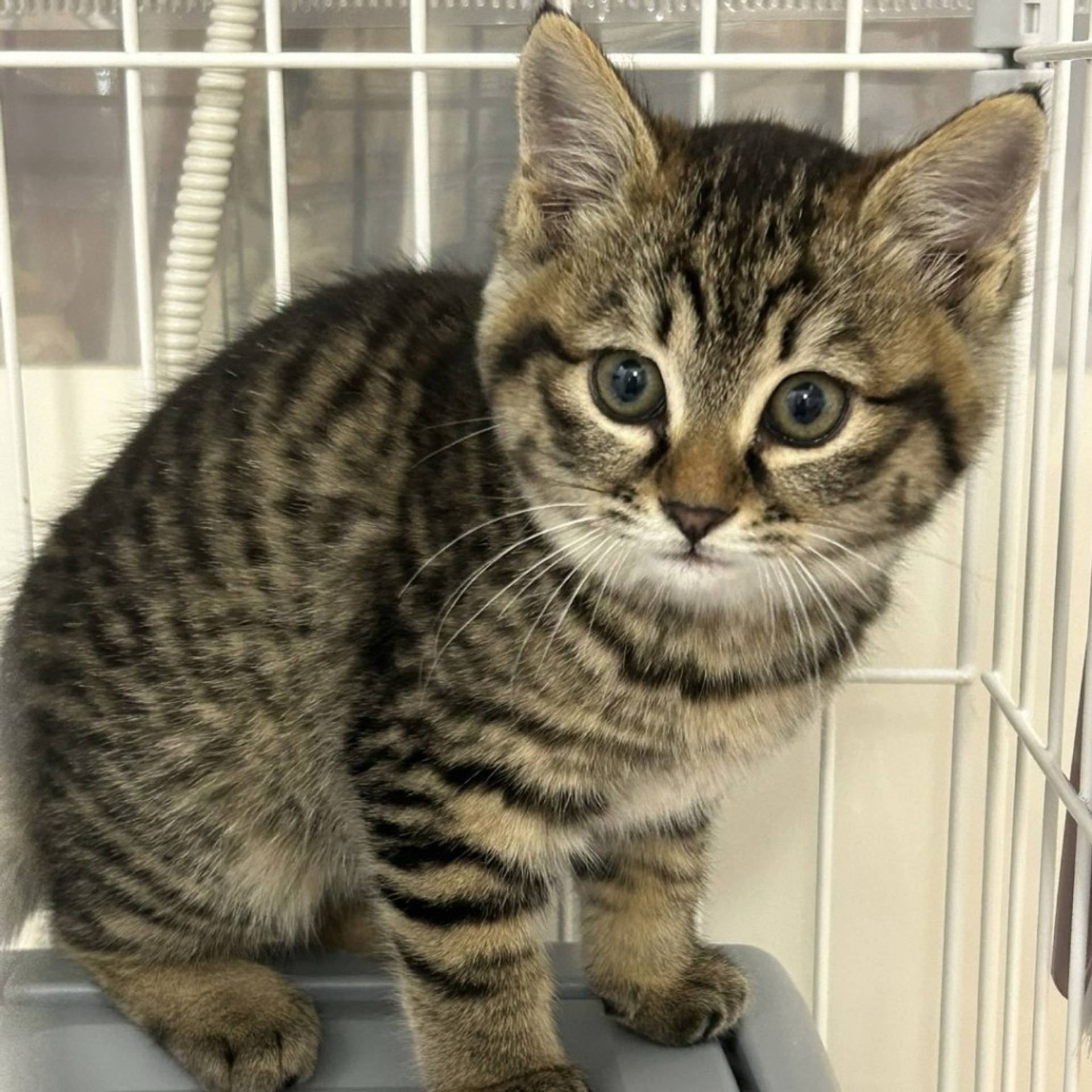 雑種（ミックス猫）・メスの里親募集の写真