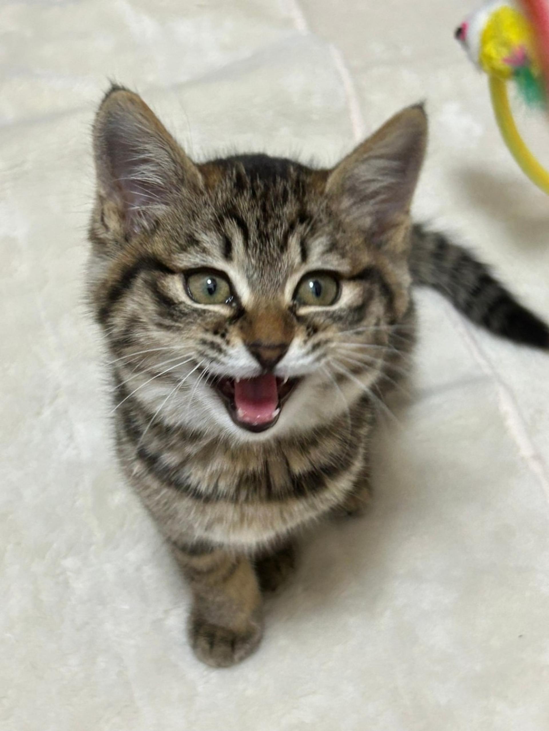 pet-image-8