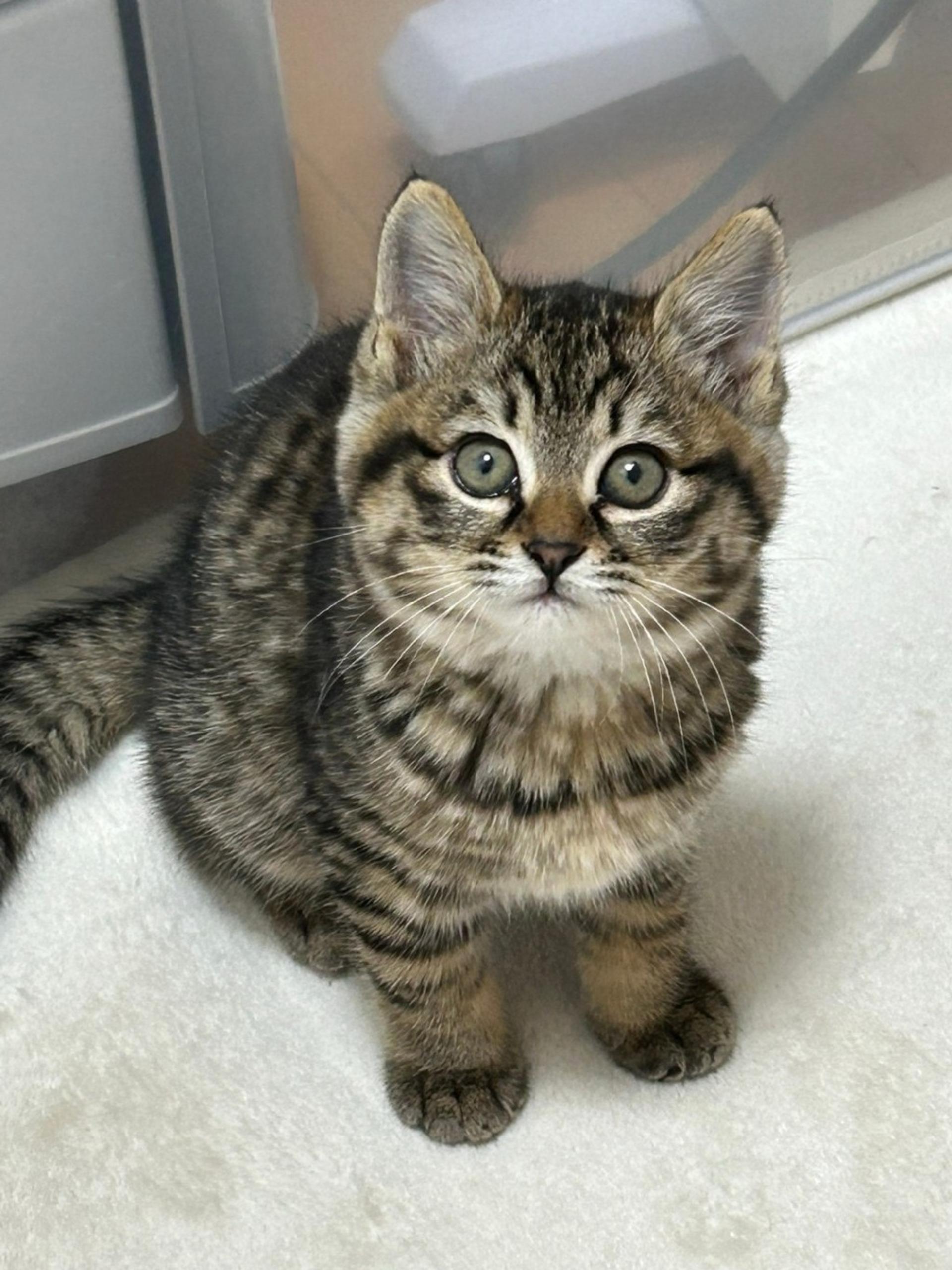 pet-image-3