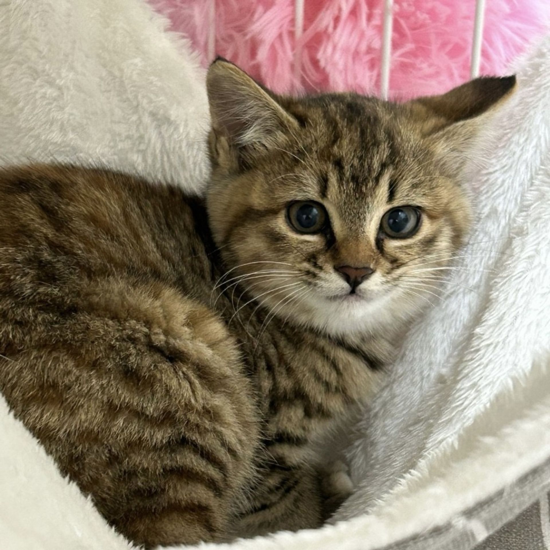 雑種（ミックス猫）・メスの里親募集の写真