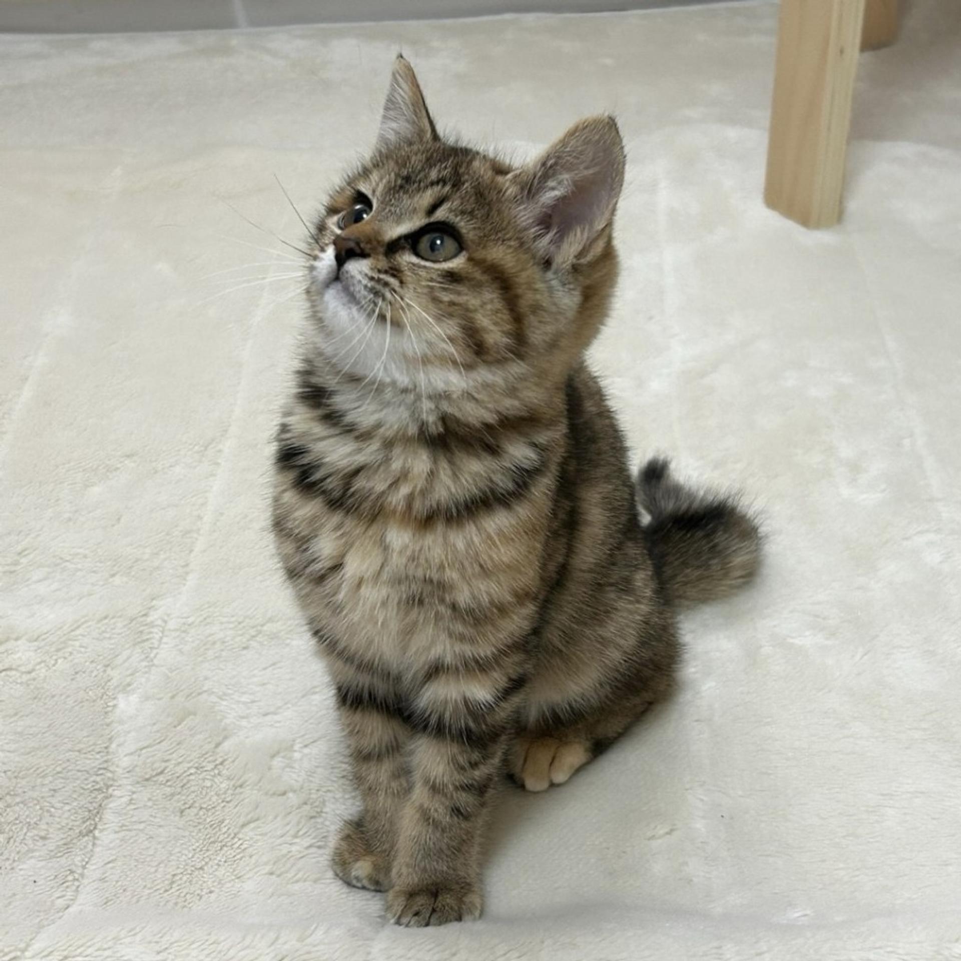 pet-image-4